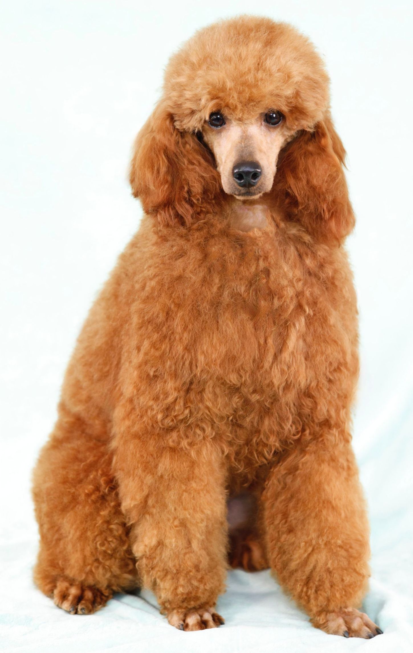 miniature red poodle with standard poodle cut