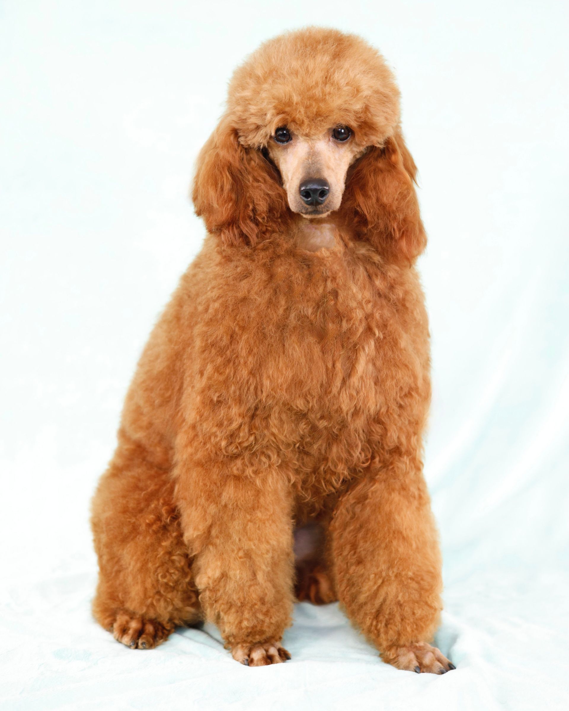 Miniature red poodle male sitting in front of a blue background