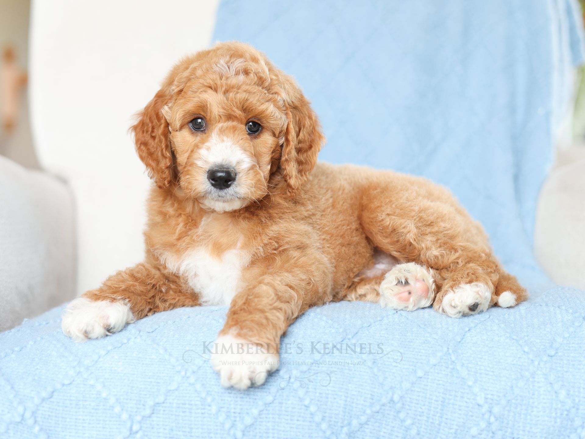 Apricot and White 8 Week old englishdoodle puppy