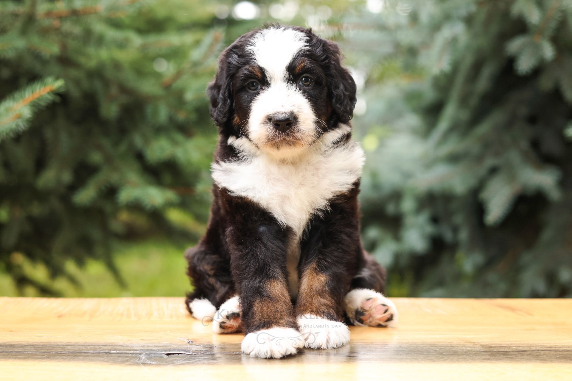 5 week old tricolor bernedoodle puppy outdoors