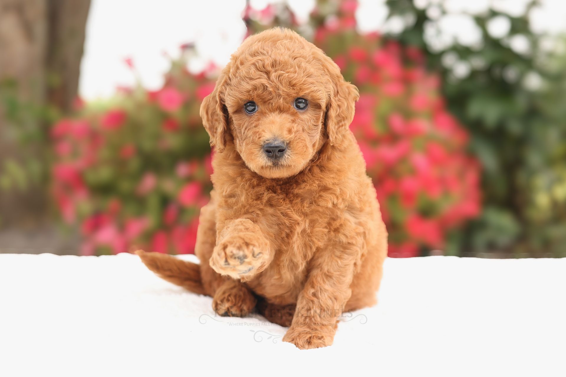 5 week old Mini F1b goldendoodle puppy with flowers