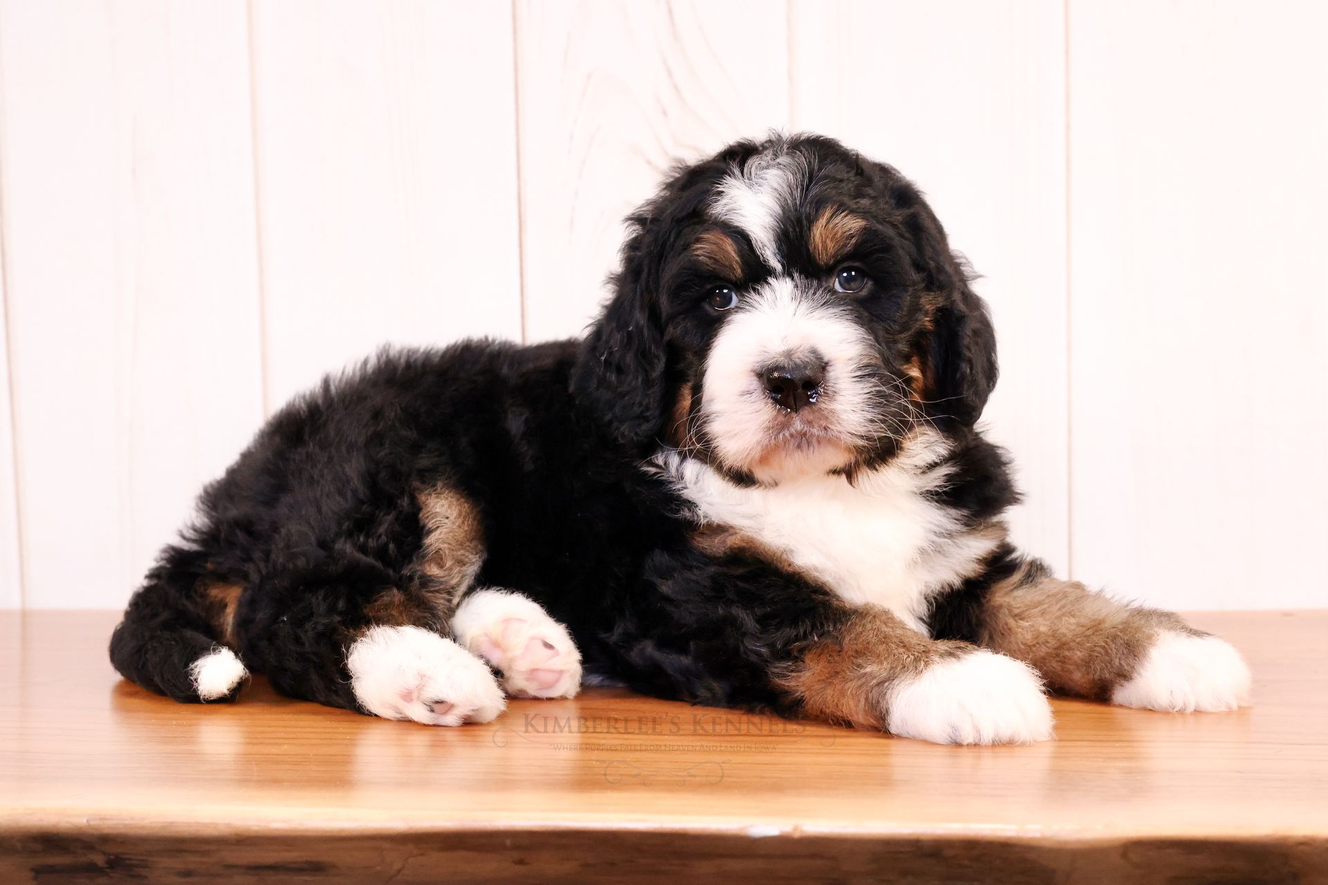 5 week old tricolor laying on a wooden table