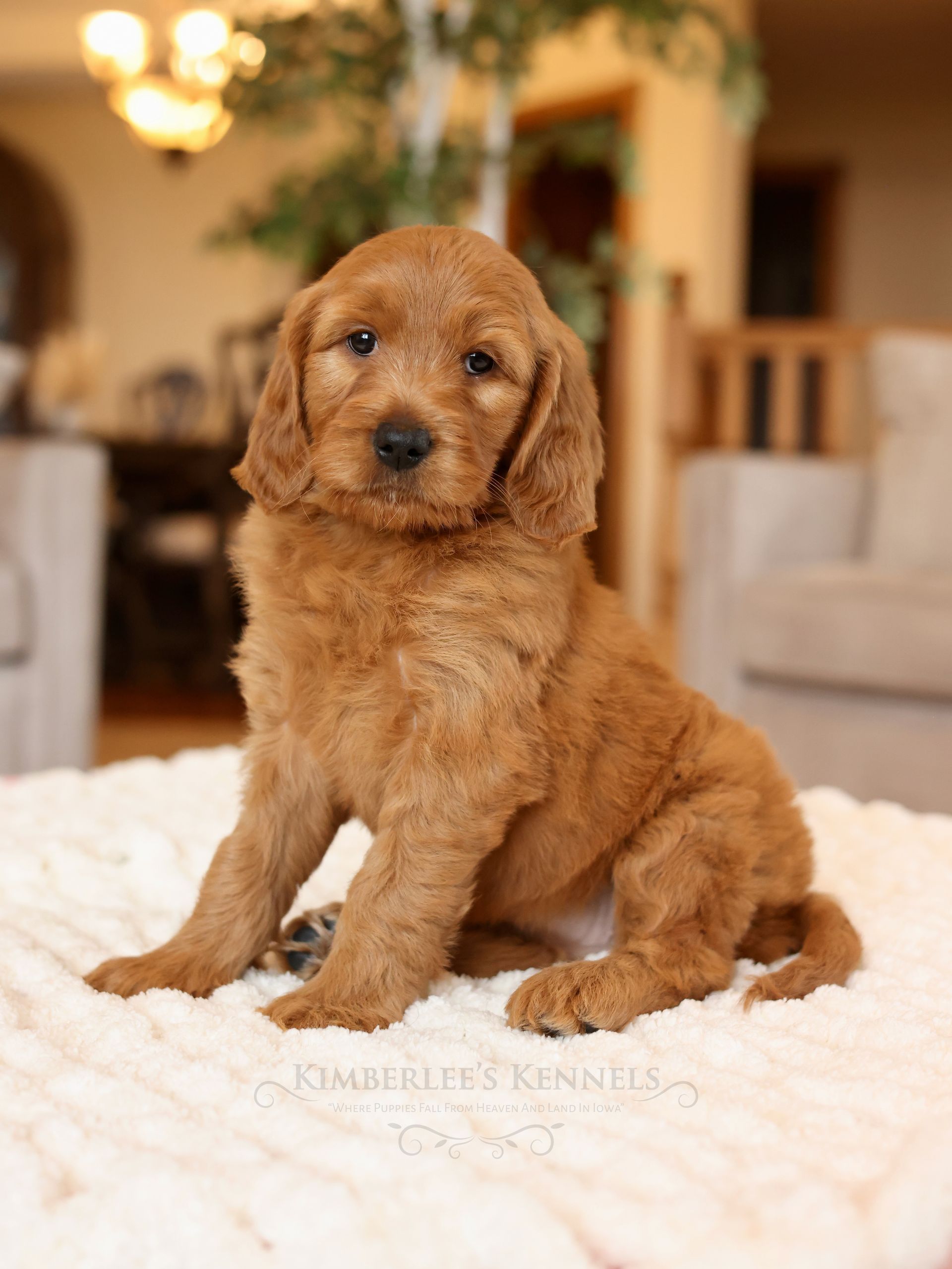 Standard Goldendoodle Puppy