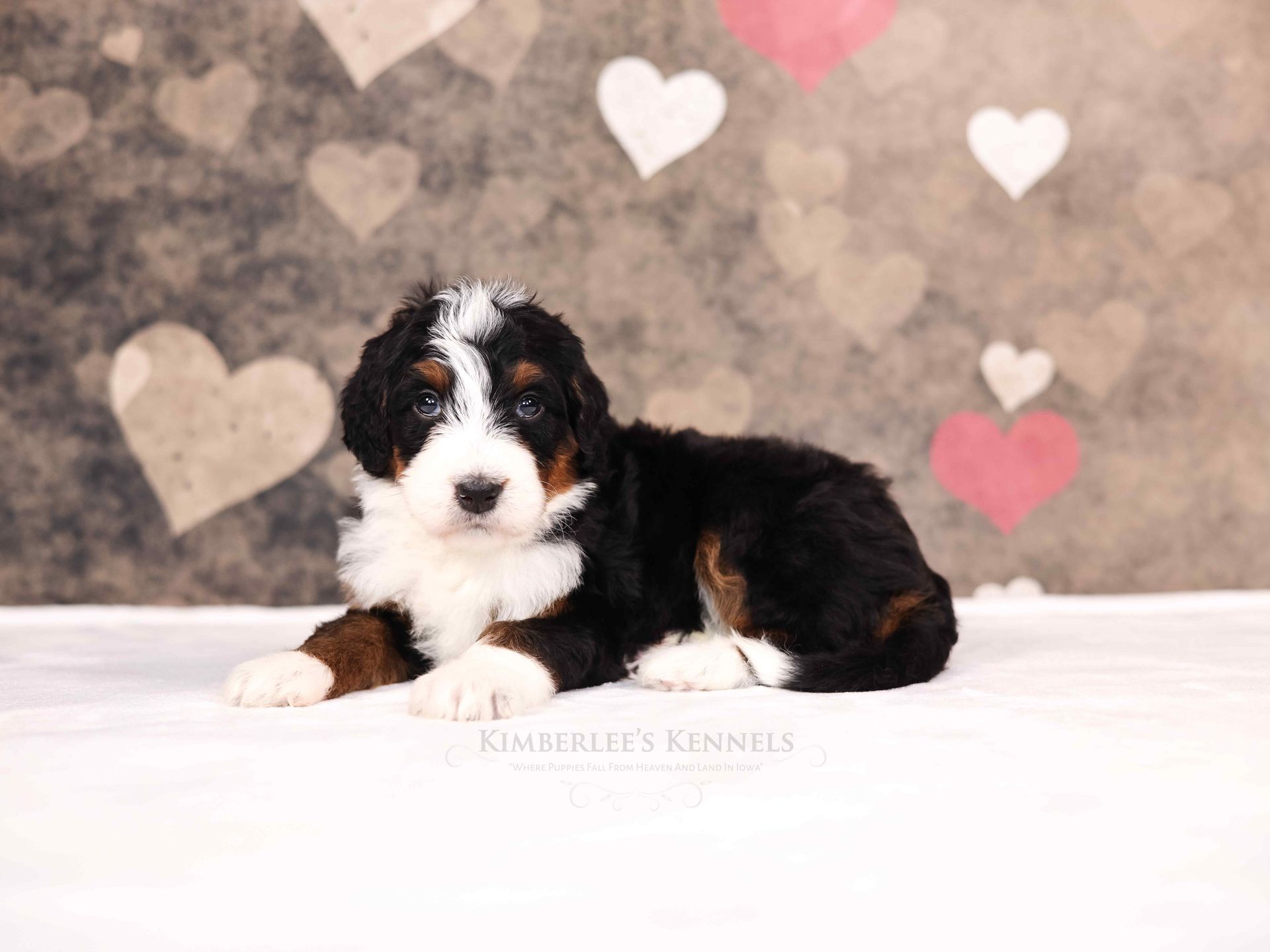 three week old bernedoodle puppy laying in front of a valentines day themed background