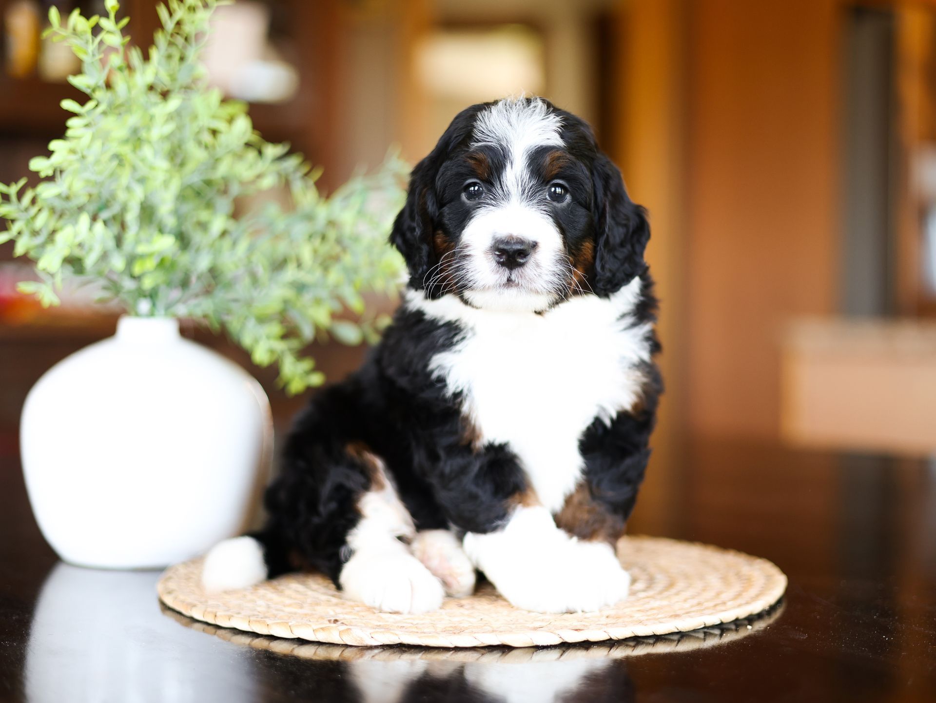 Tricolor bernedoodle puppy sitting inside