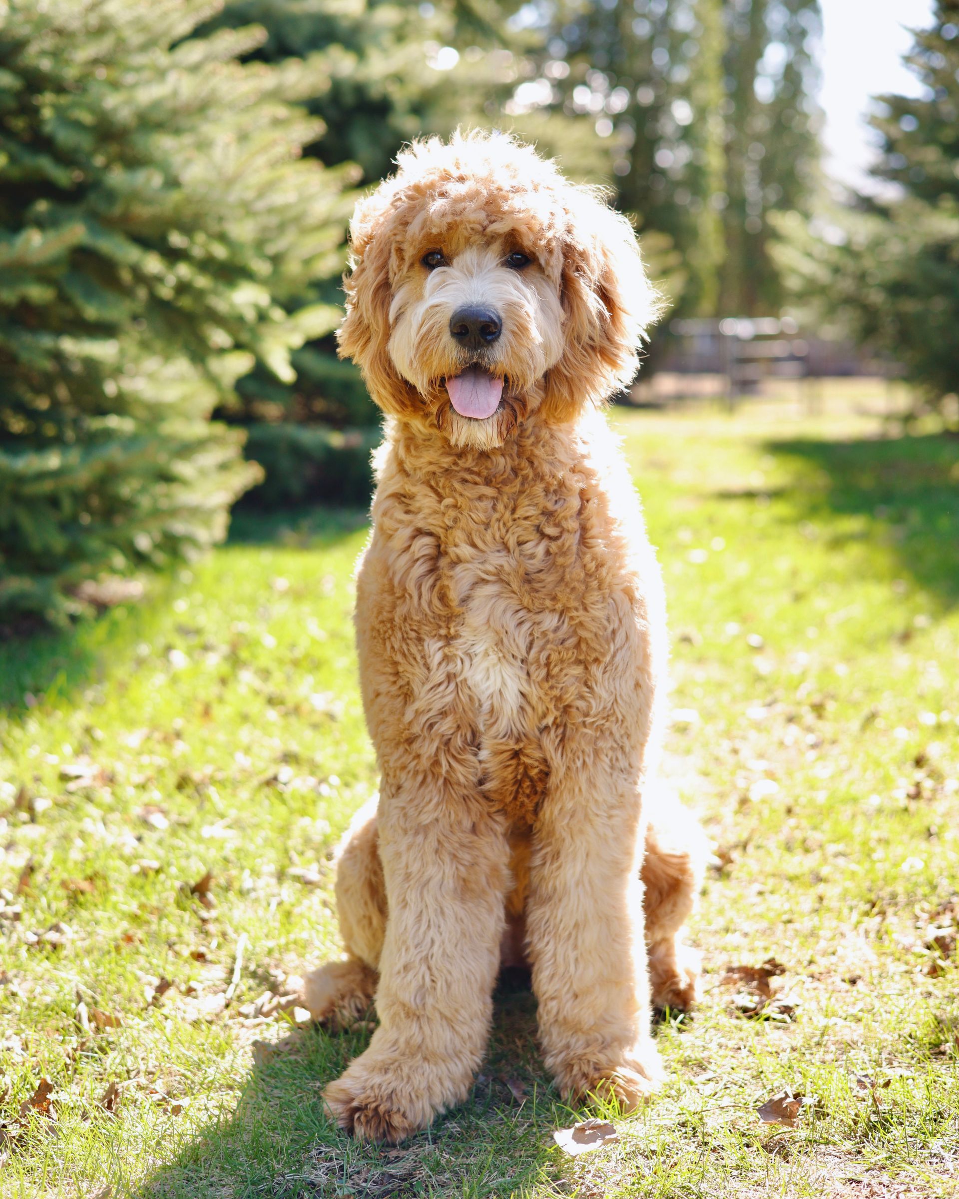 Adult apricot colored female englishdoodle sitting outside in the grass
