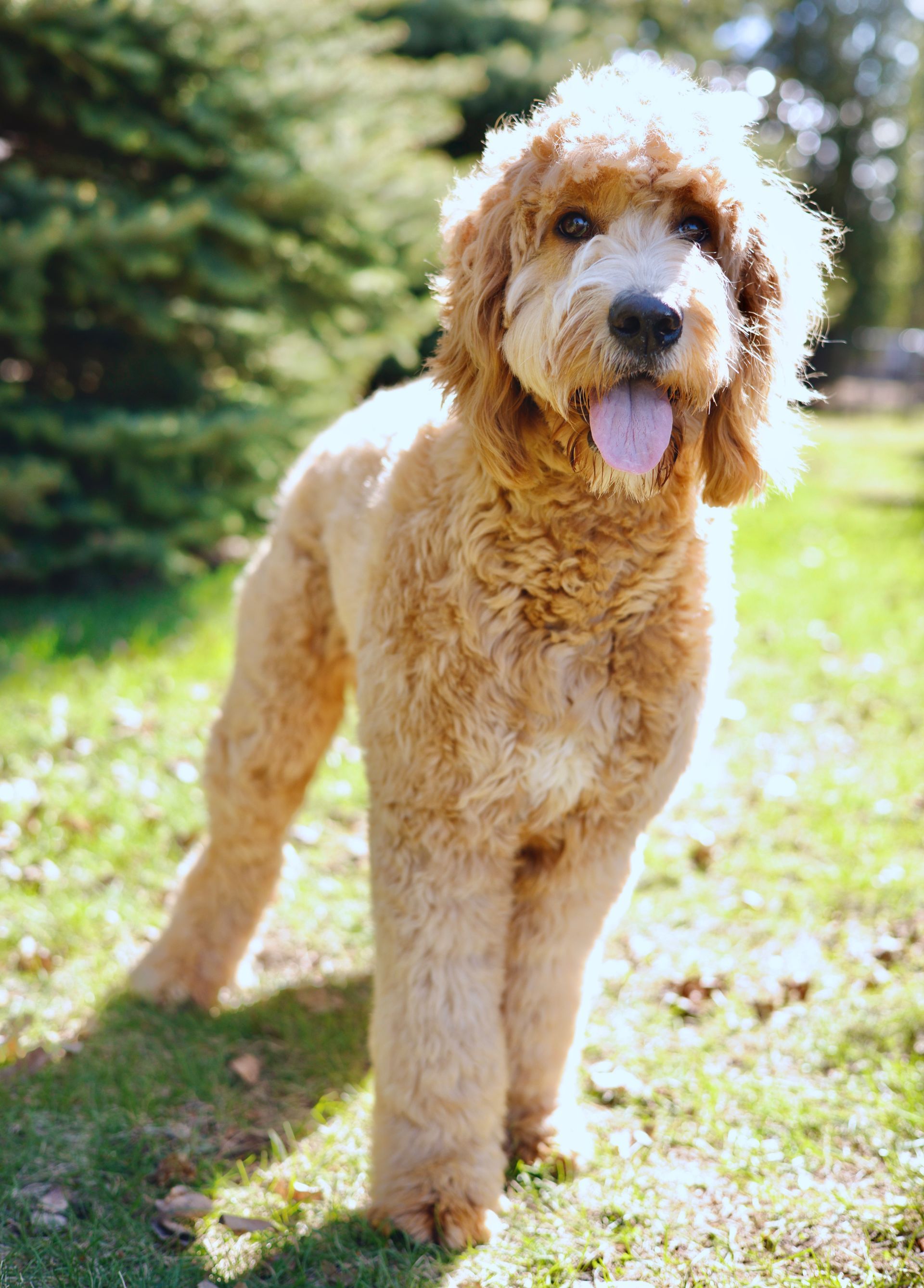 Standar F1 englishdoodle with wavy coat