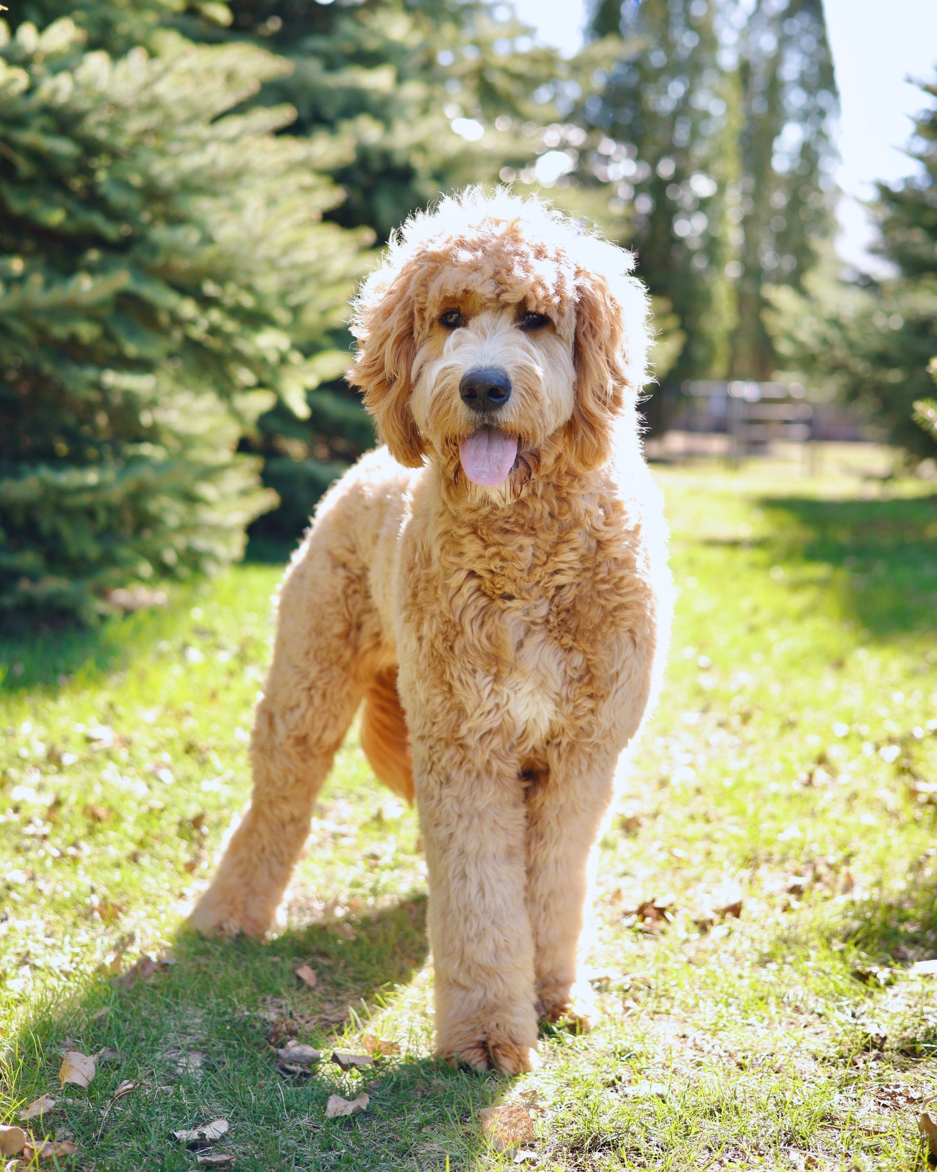 Adult Standard F1 englishdoodle outdoors