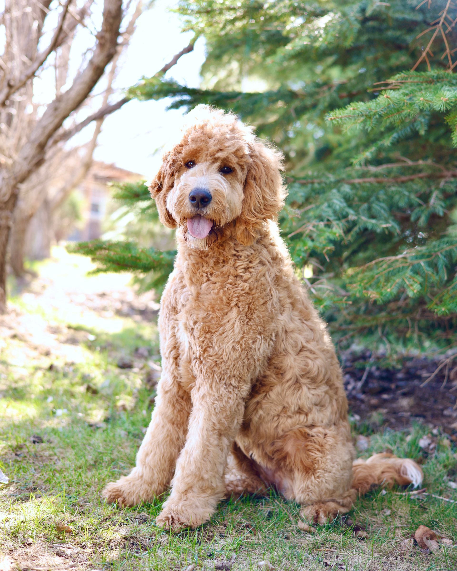 Happy standard englishdoodle female outside