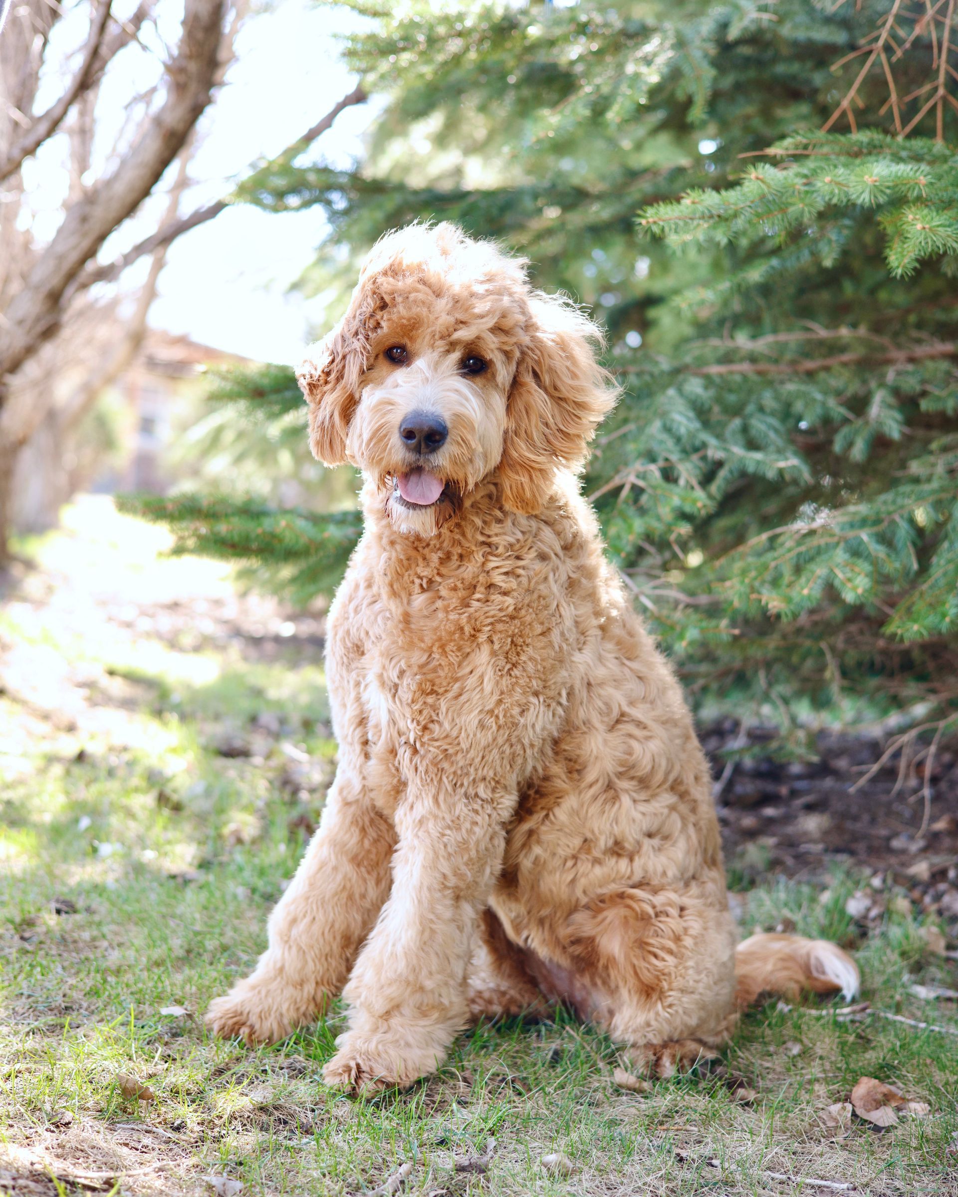Apricot Colored Englishdoodle mom playing outside