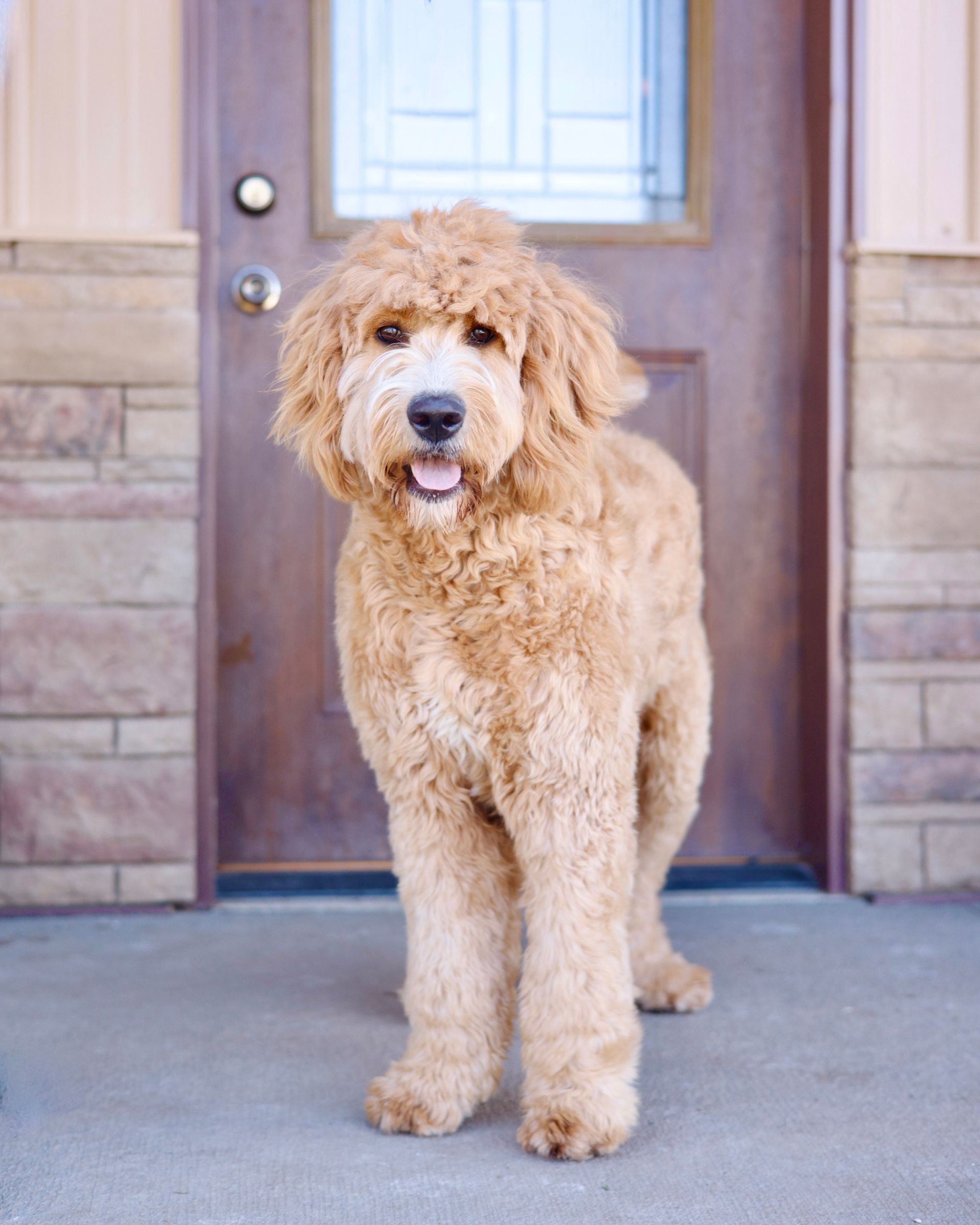 Standard F1 englishdoodle mother in front of door