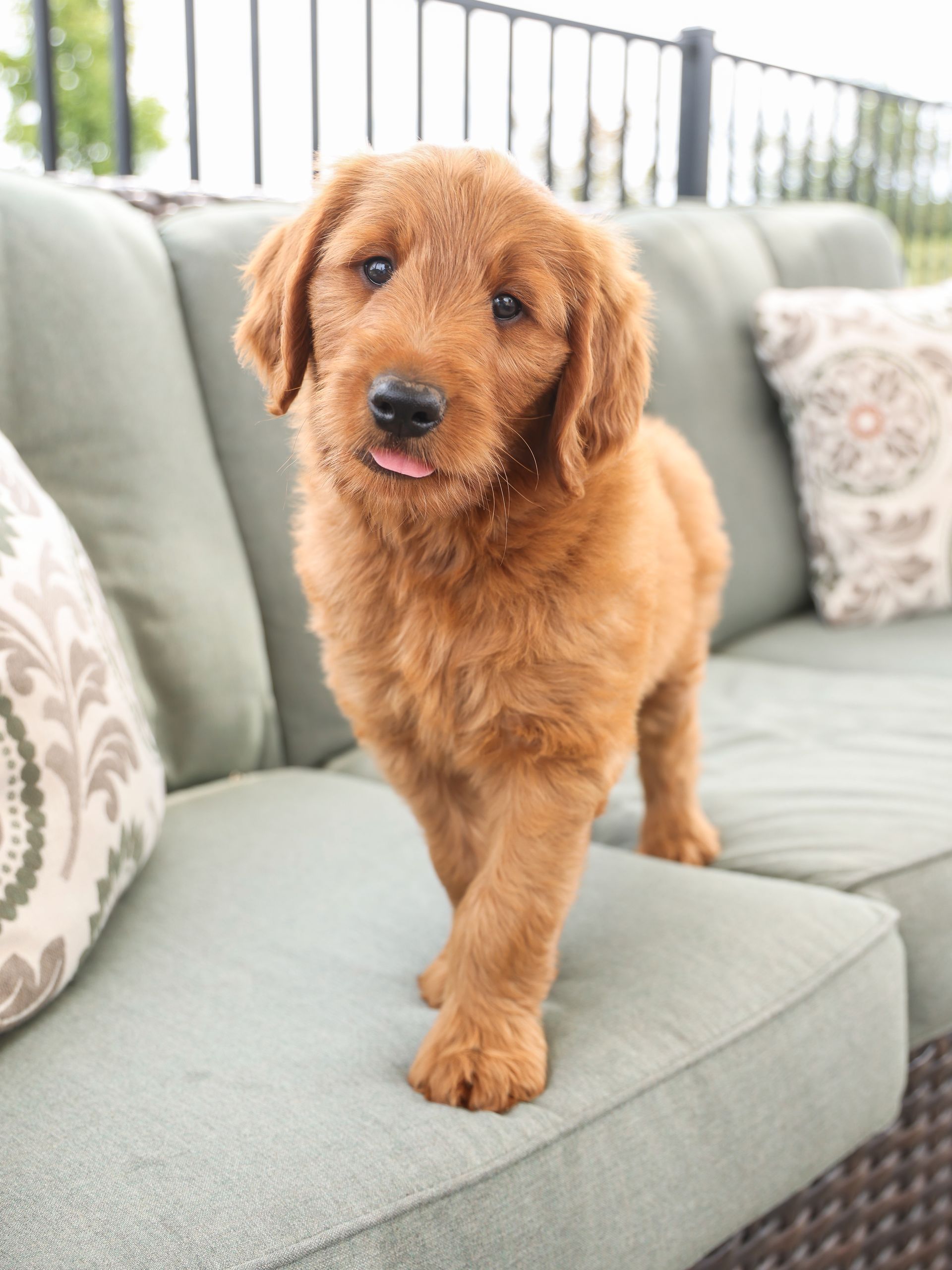 8 week old standard goldendoodle puppy on outdoor furniture