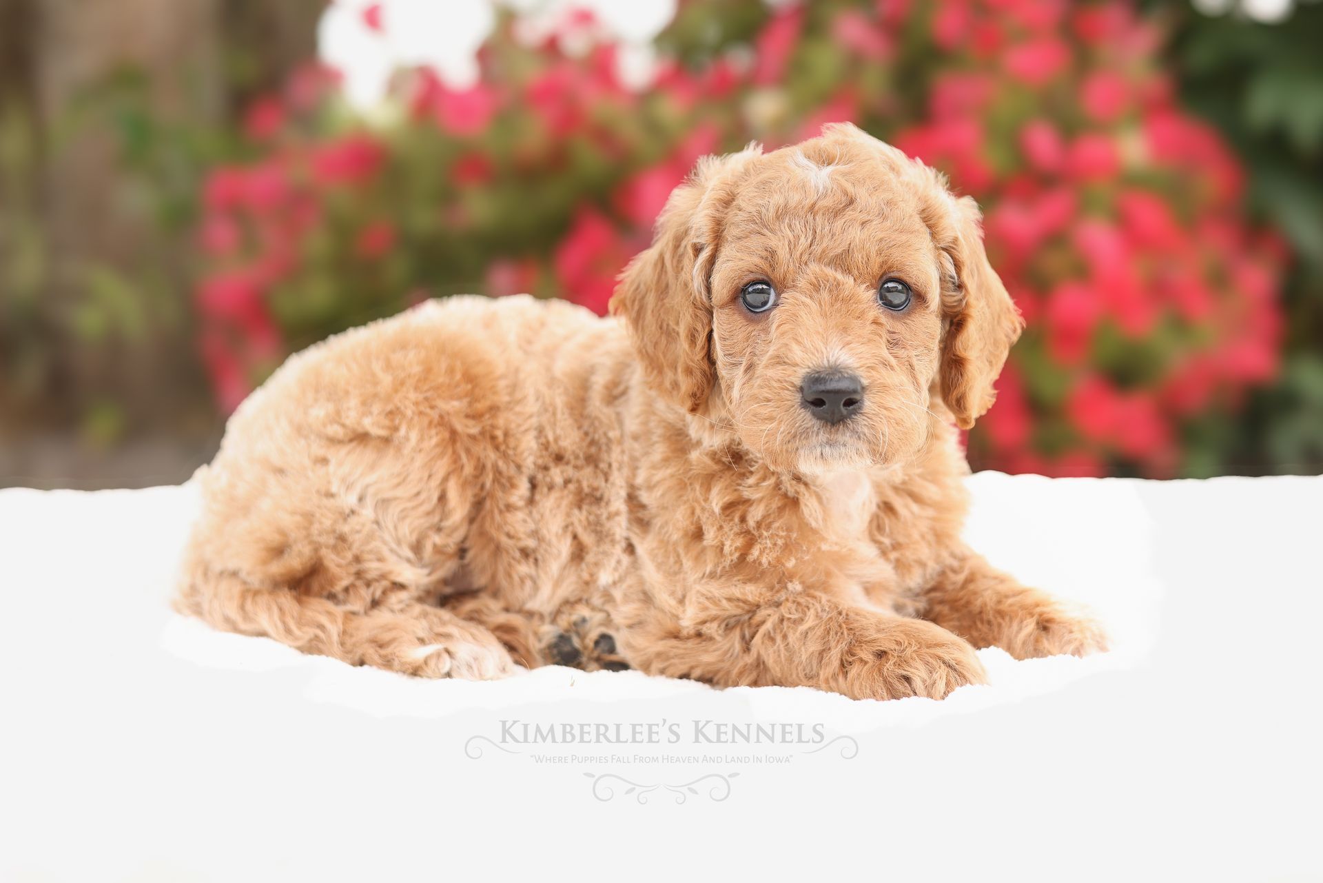 Light cream colored goldendoodle puppy with curly coat and pink flowers