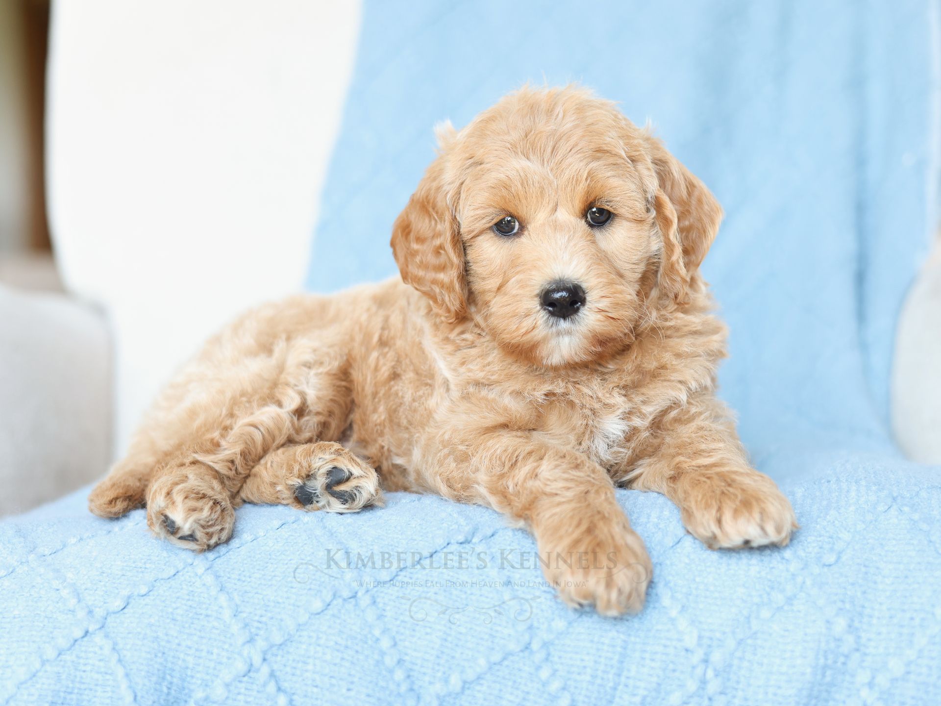 Sweet five week old cream colored puppy with blue blanket