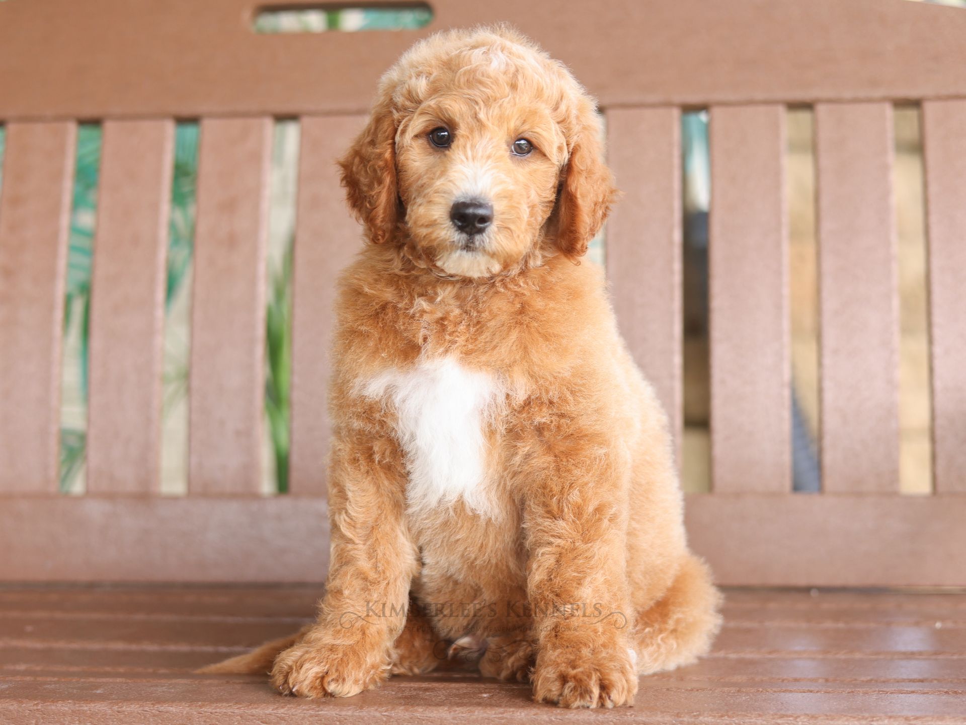 5 week old dark apricot colored englishdoodle puppy sitting on a bench
