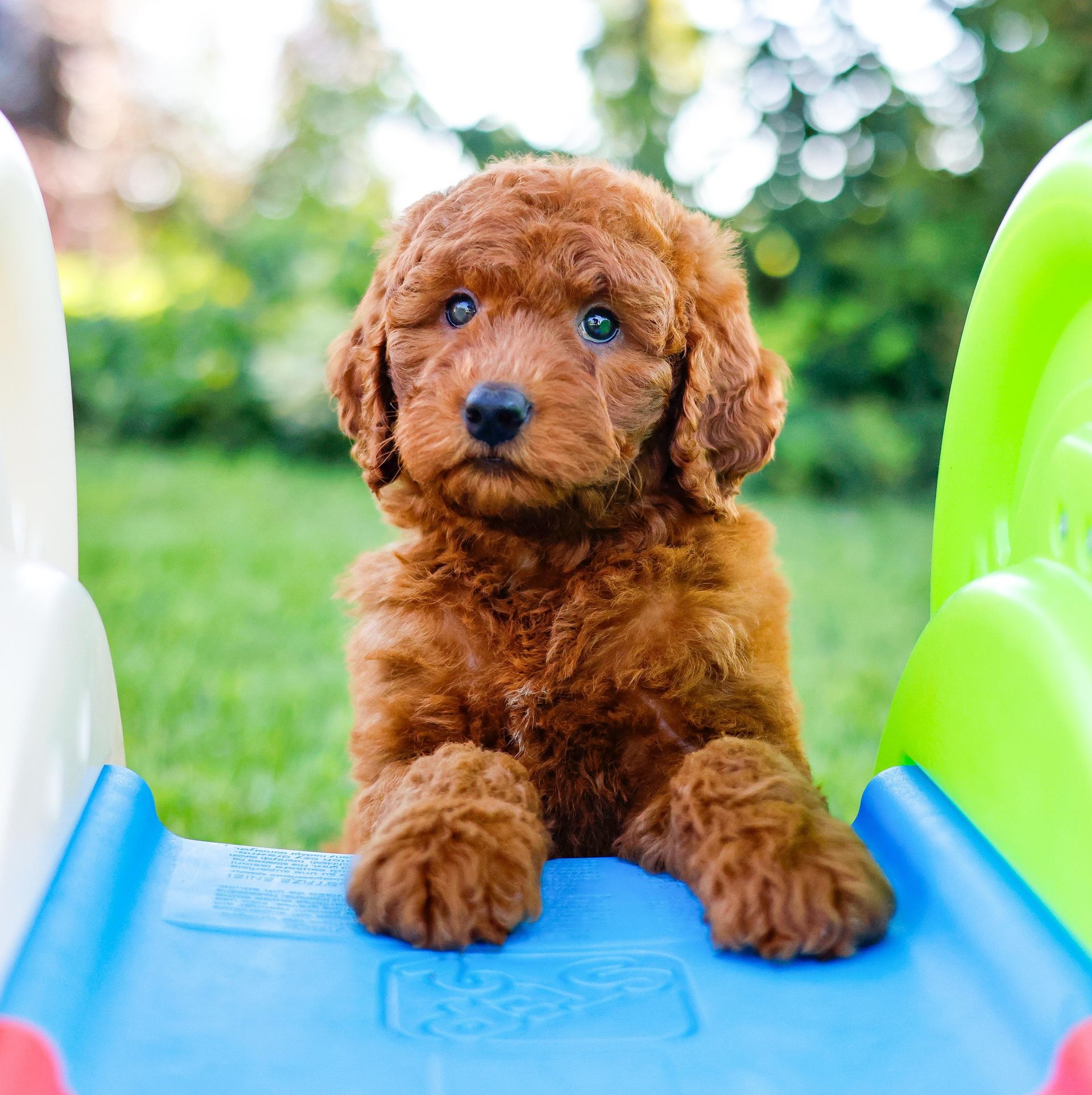 Three week old merle tricolor Aussie Mountain Doodle Puppy with rustic background