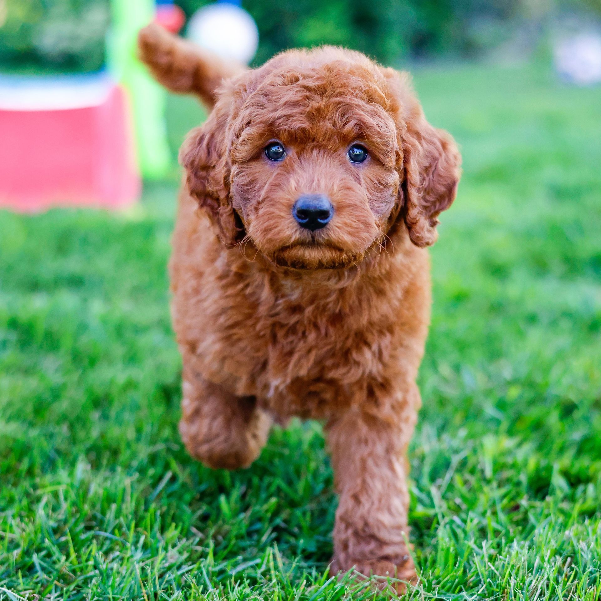 Mini deep red goldendoodle puppy playing outside
