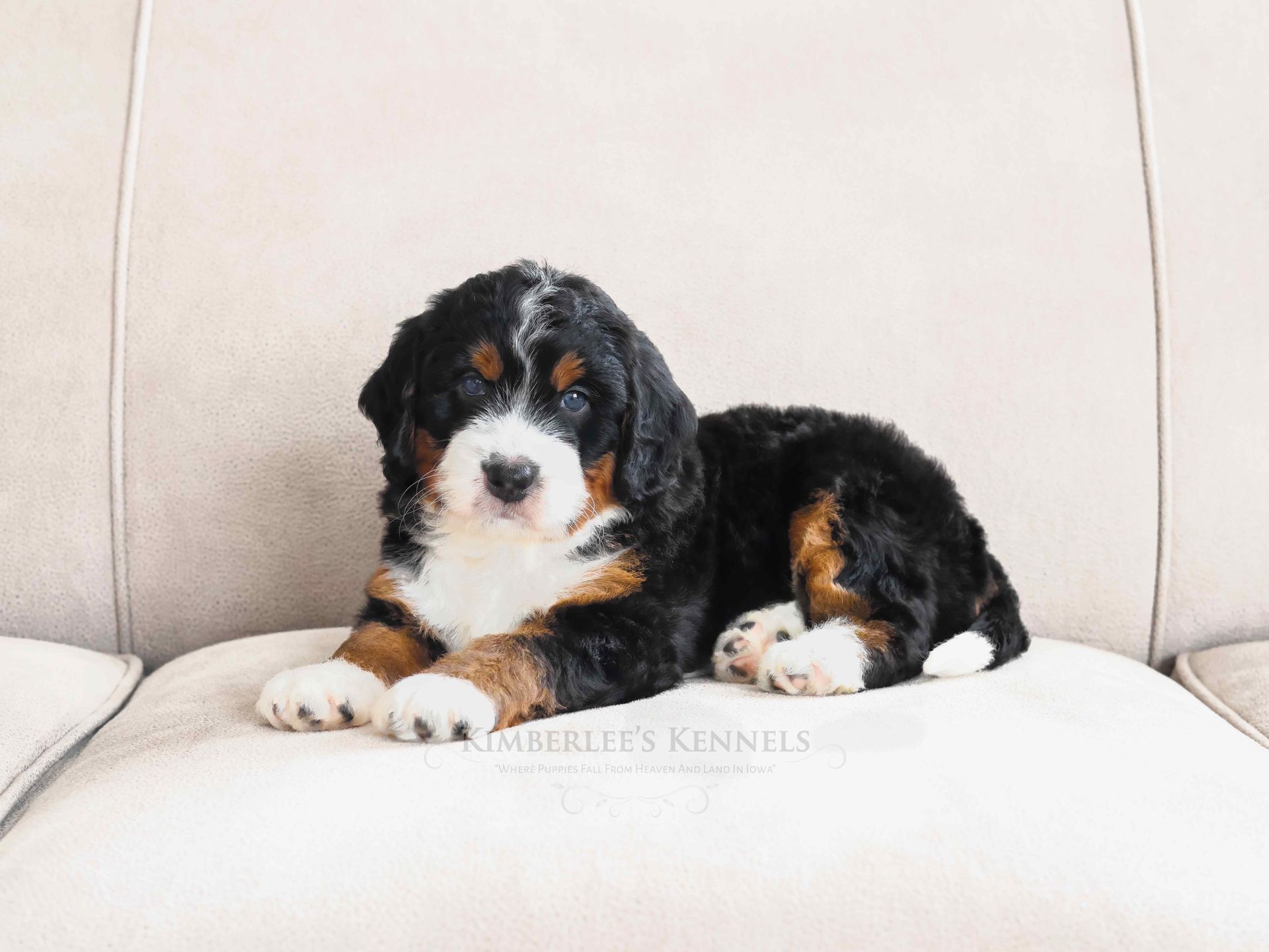 5 week old puppy with white mittens curled up on couch