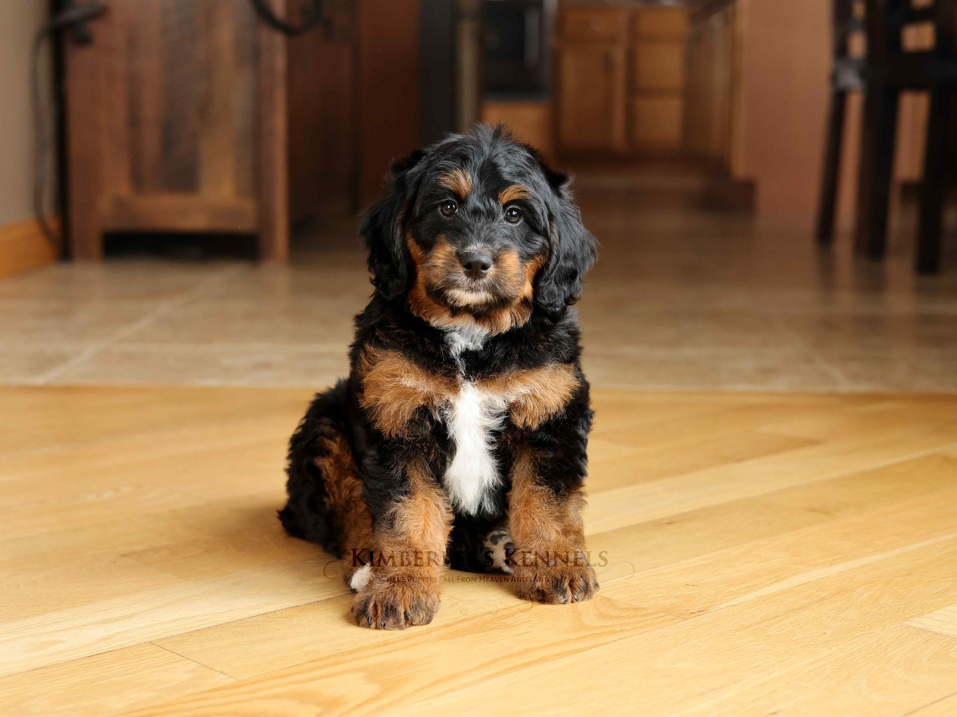 Miniature partial tri colored bernedoodle sitting in dining room