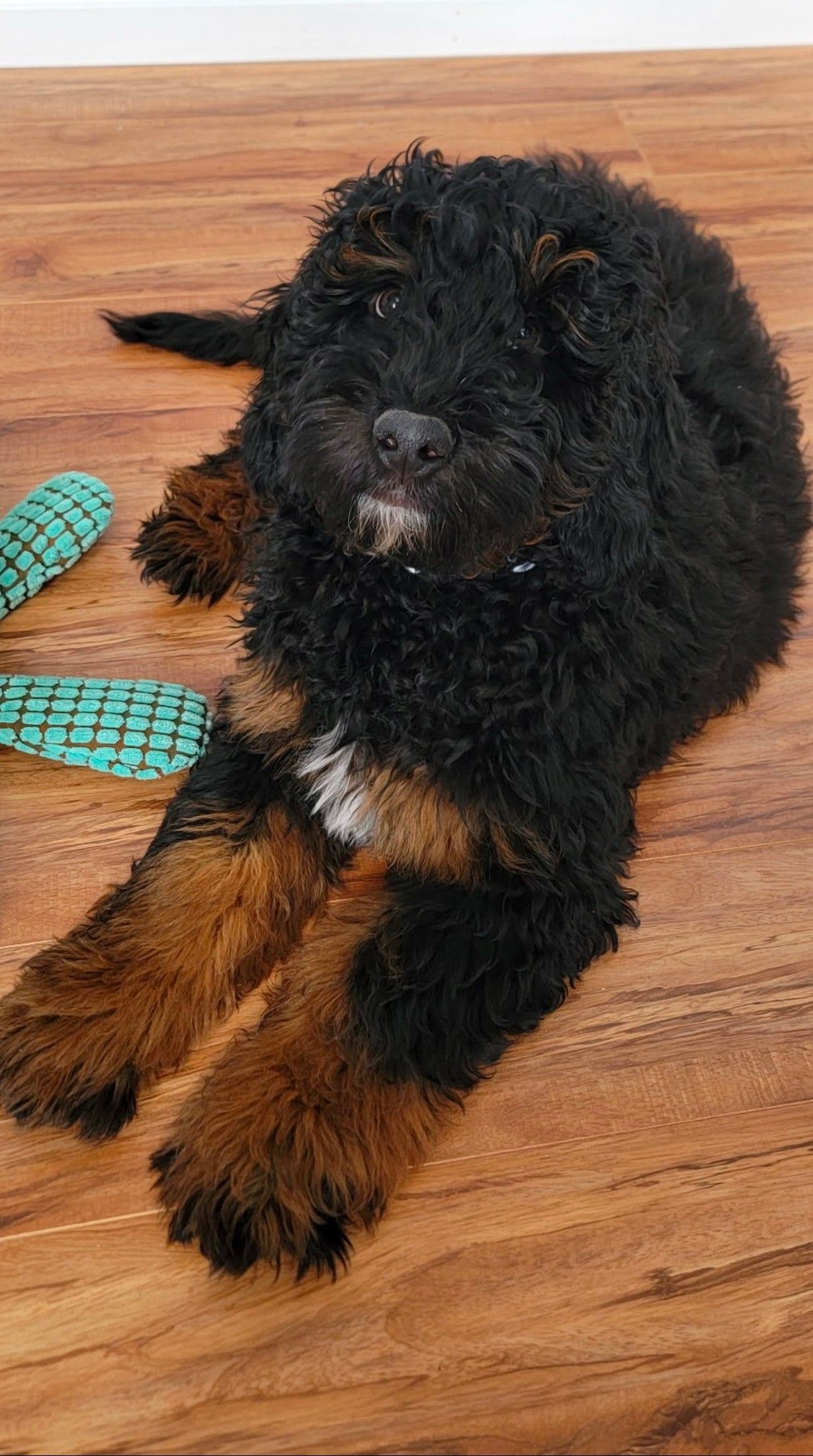 Miniature F1b Bernedoodle Puppy
from Kimberlee's Kennels
