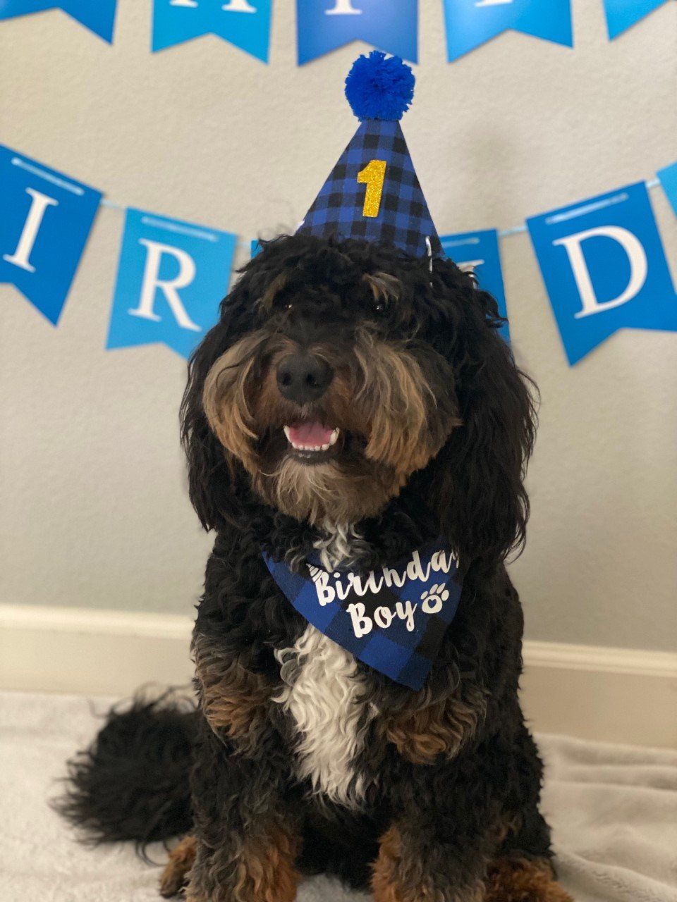 Miniature F1b Bernedoodle from Kimberlee's Kennels