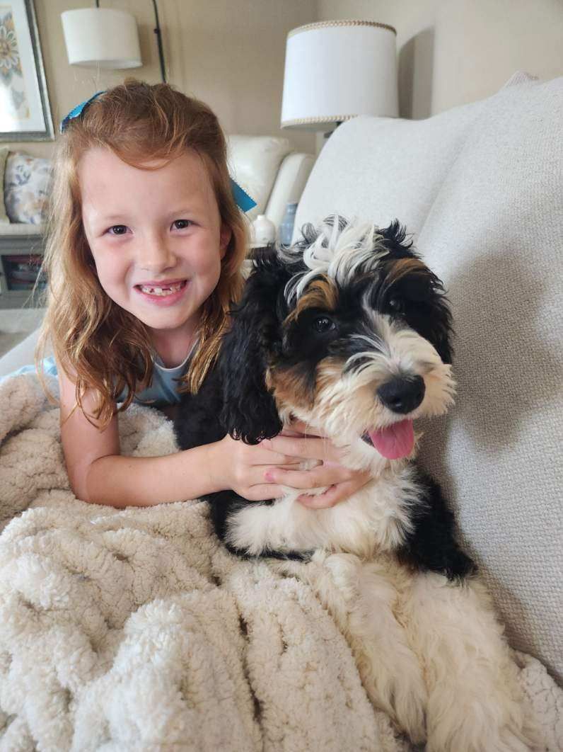 Miniature F1b puppy with little girl cuddling on couch