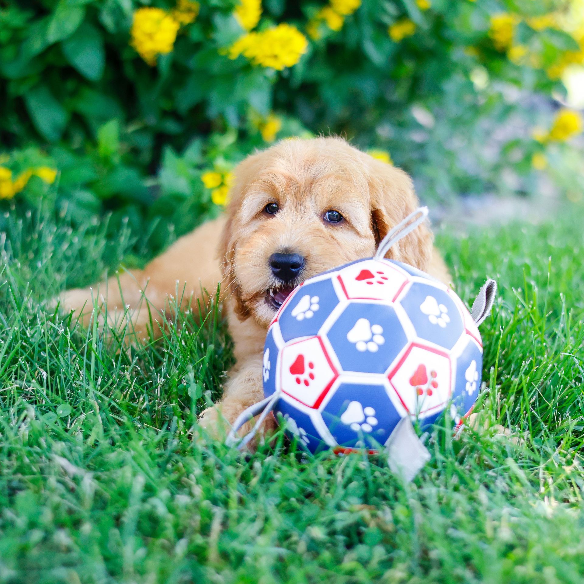 Miniature F1 goldendoodle puppy playing with a soccer ball outside