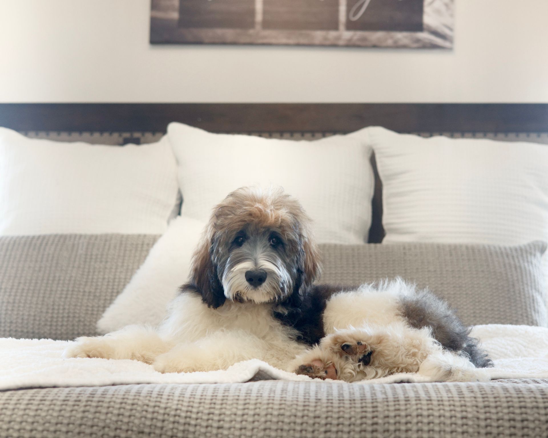 fully matured standard bernedoodle laying on a bed
