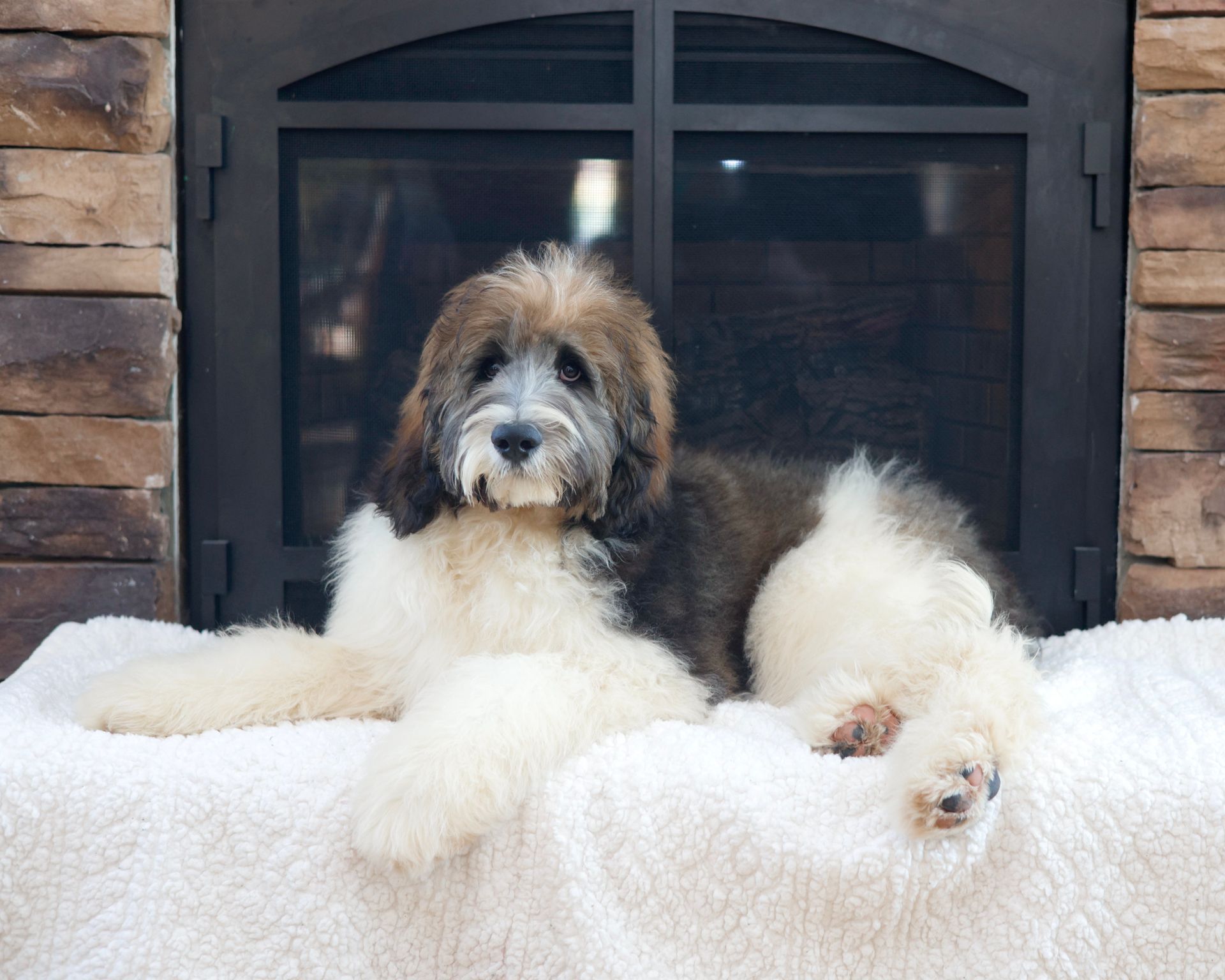 adult standard bernedoodle with brown and black markings laying by the fireplace