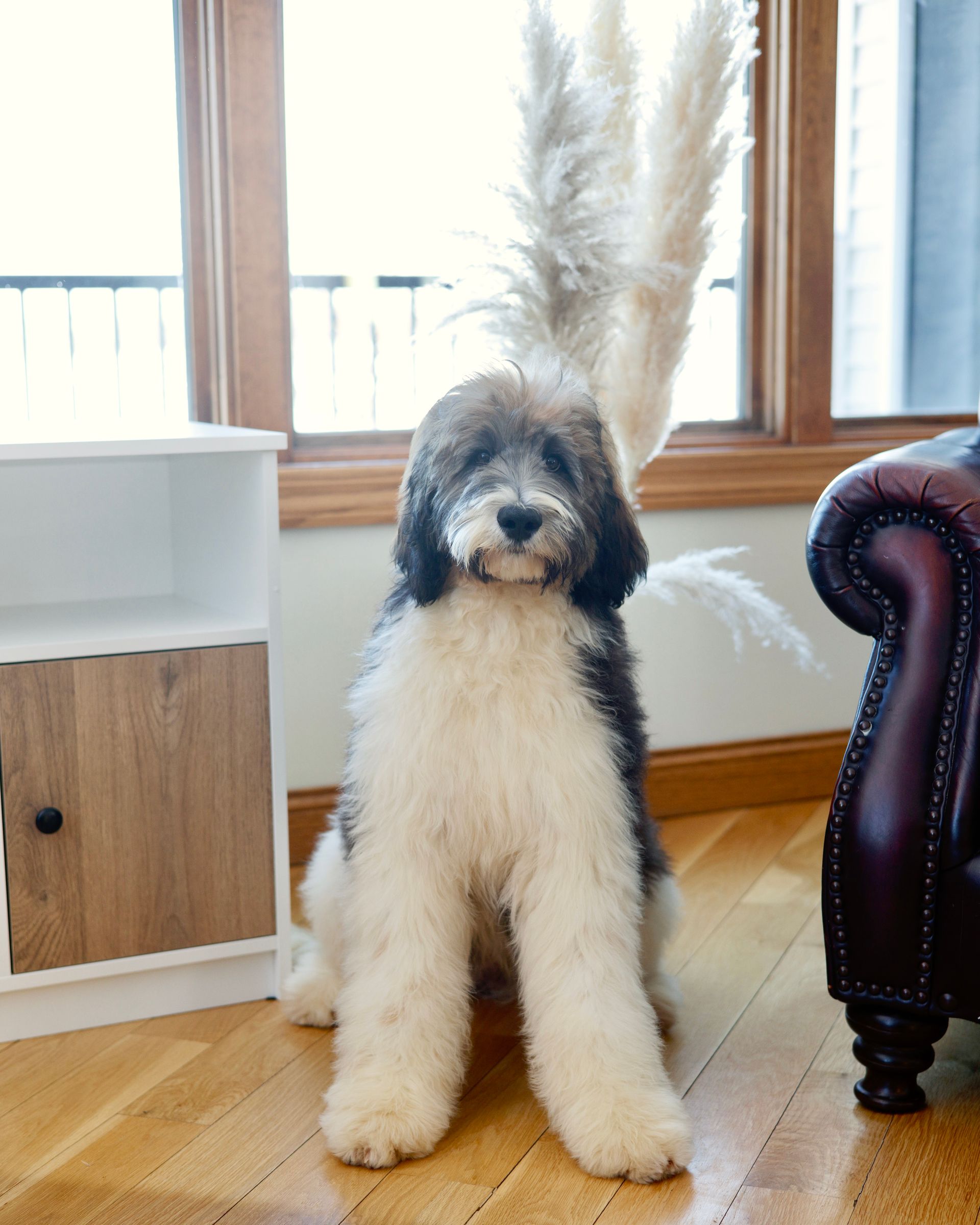 fully matured standard bernedoodle sitting in a living room
