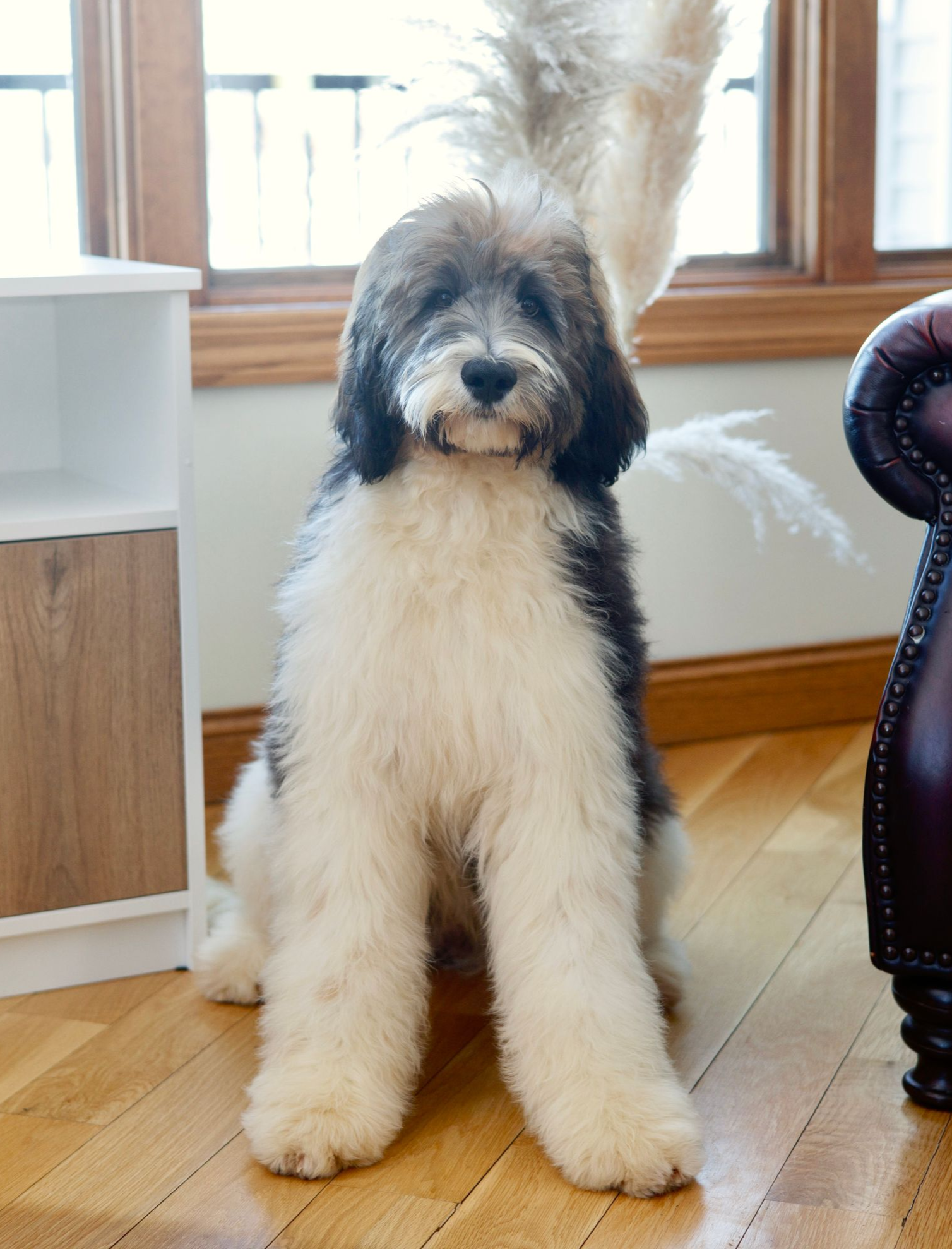 Ultra bernedoodle mother 