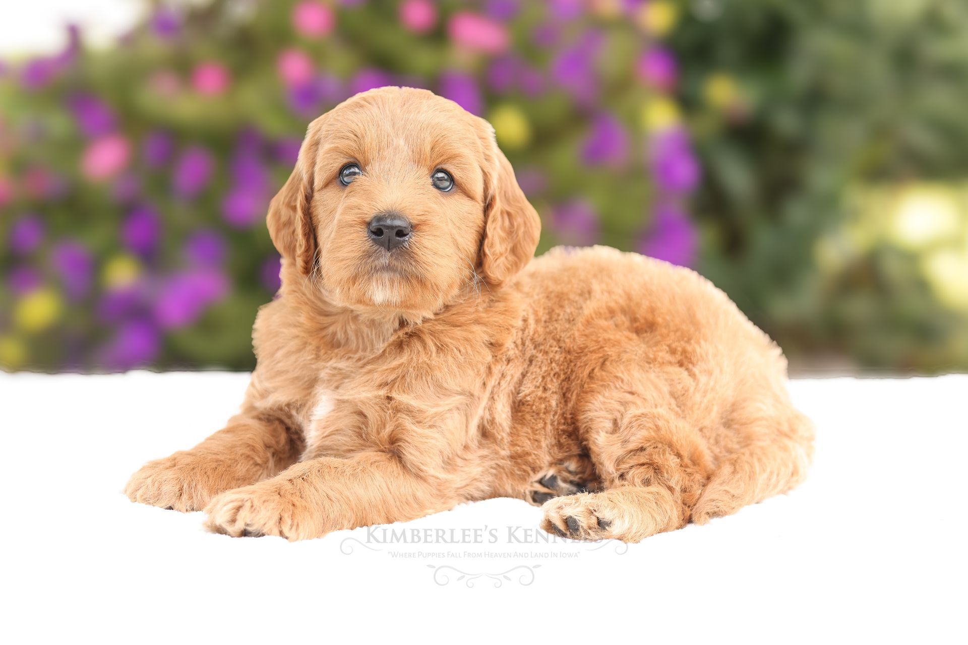 Five week old cream colored englishdoodle puppy with
