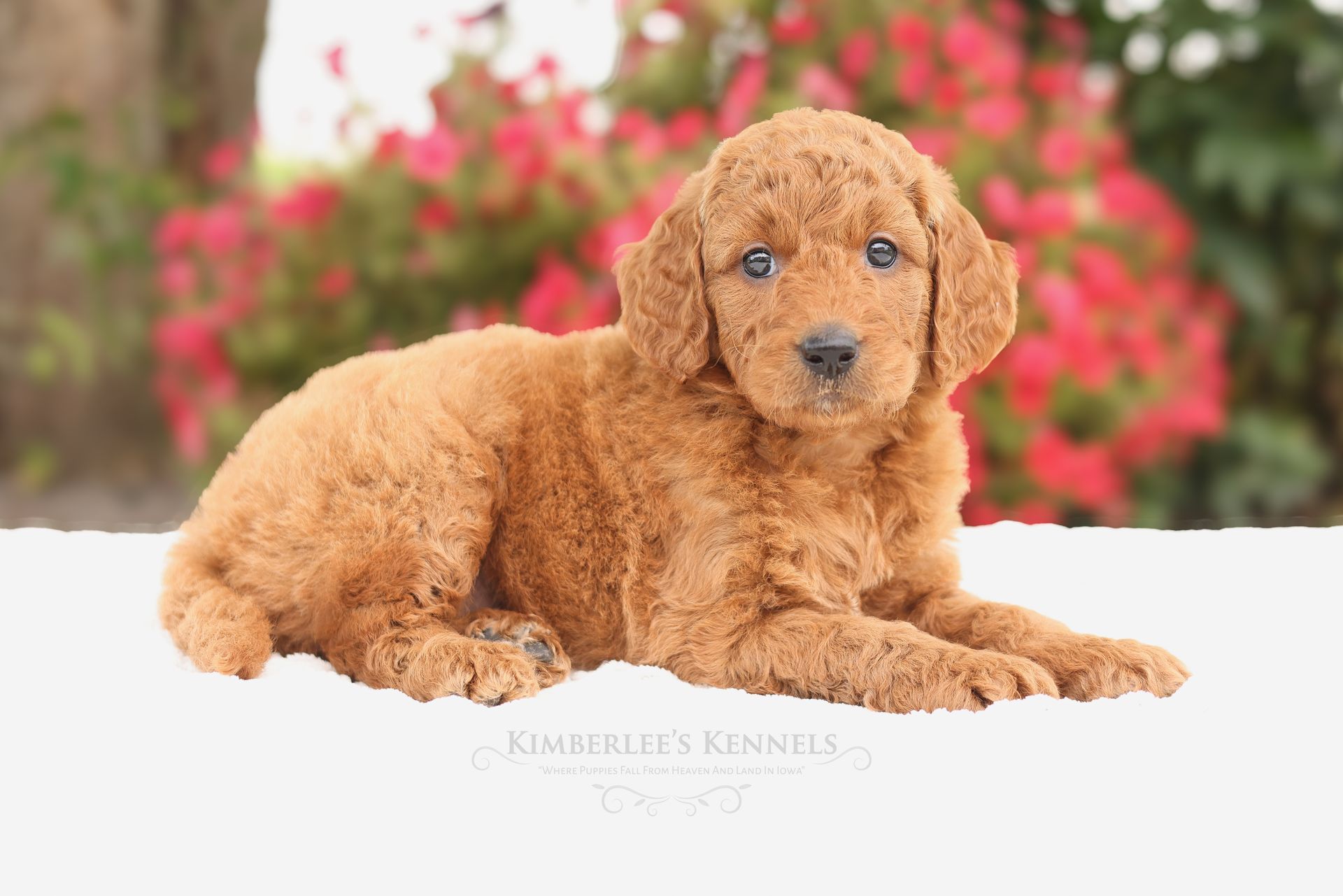 Miniature F1b puppy with flowers in the background