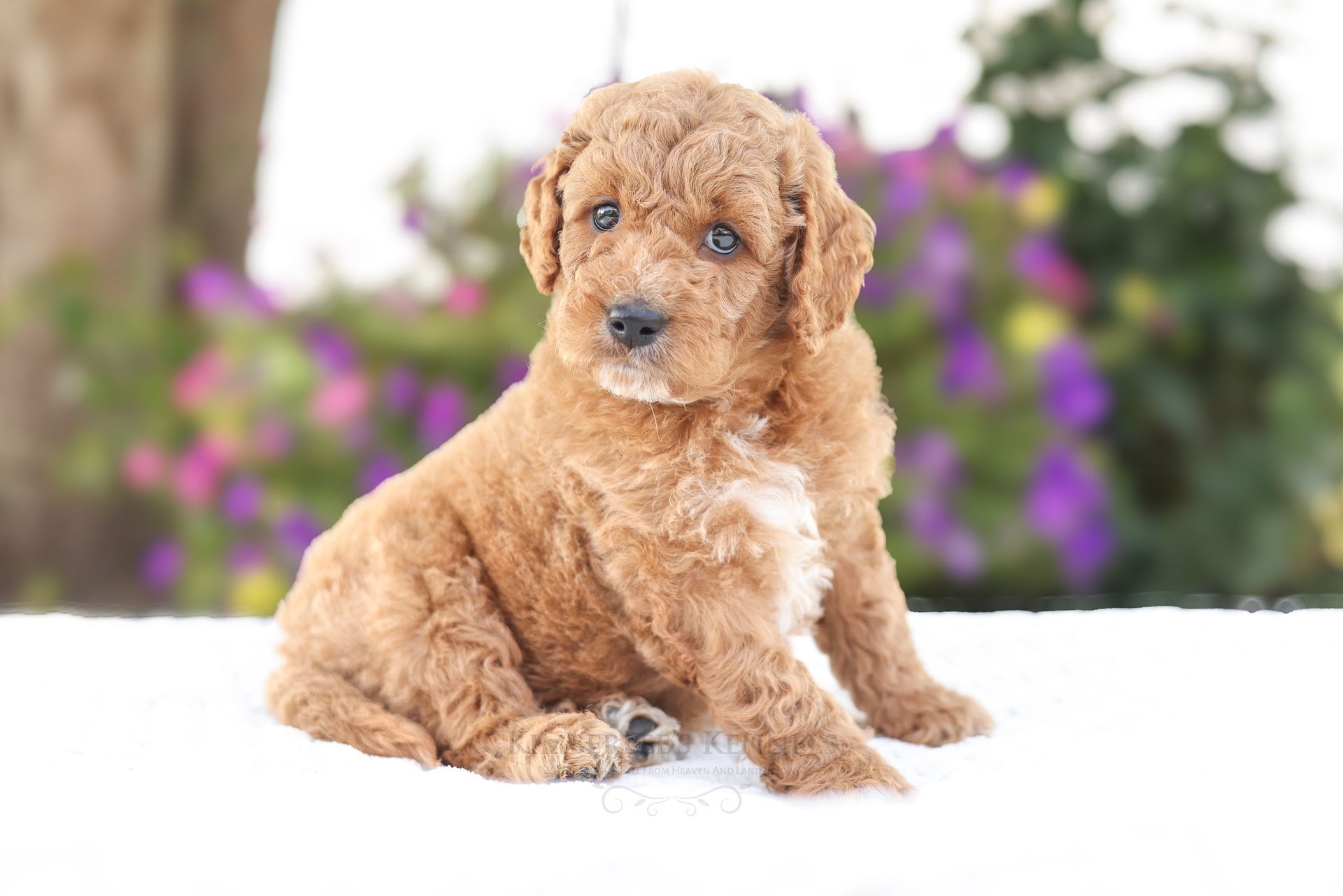Healthy goldendoodle puppy from licensed breeder playing outside