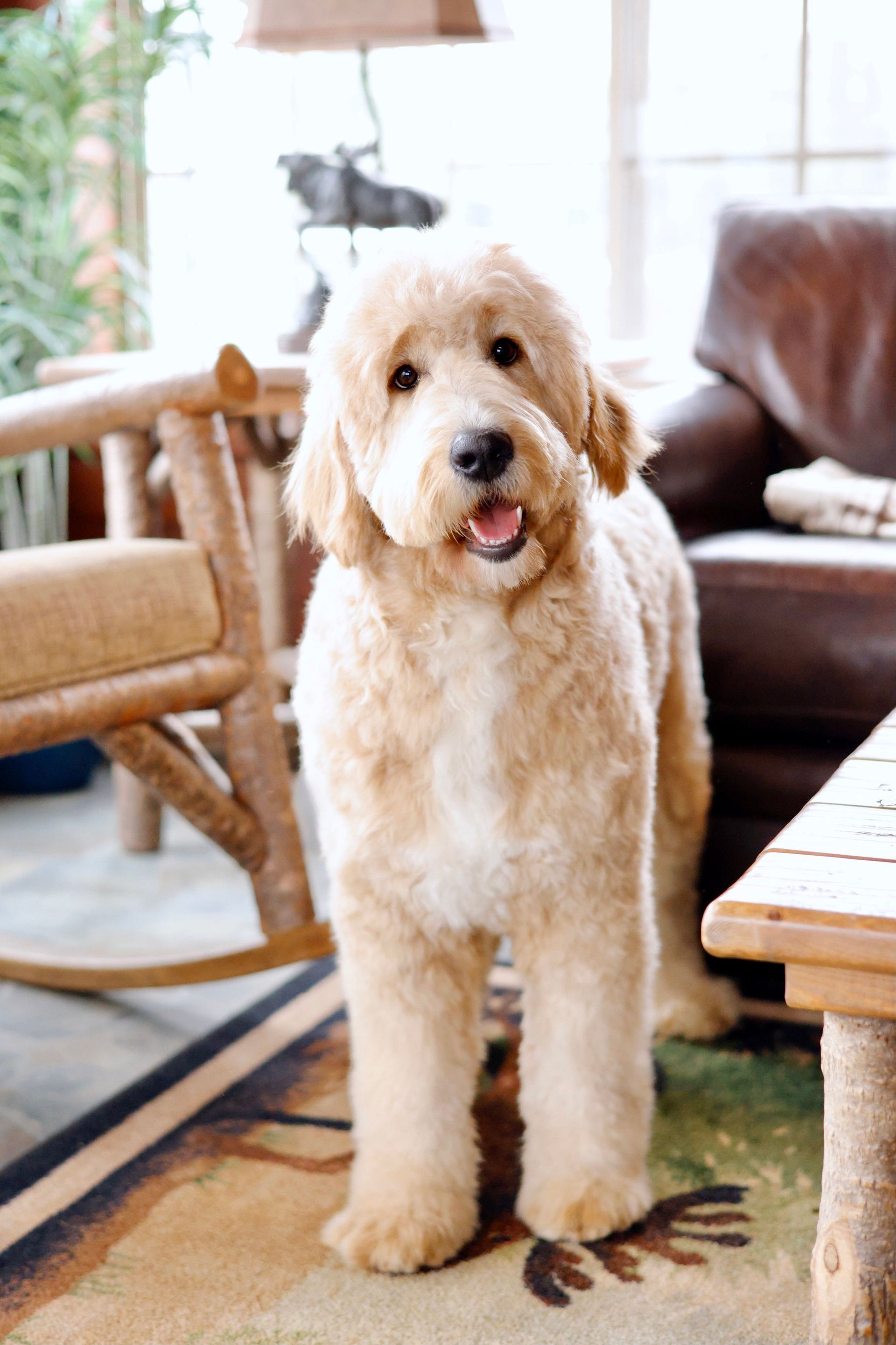 Adult F1 light cream colored englishdoodle smiling in the sitting room