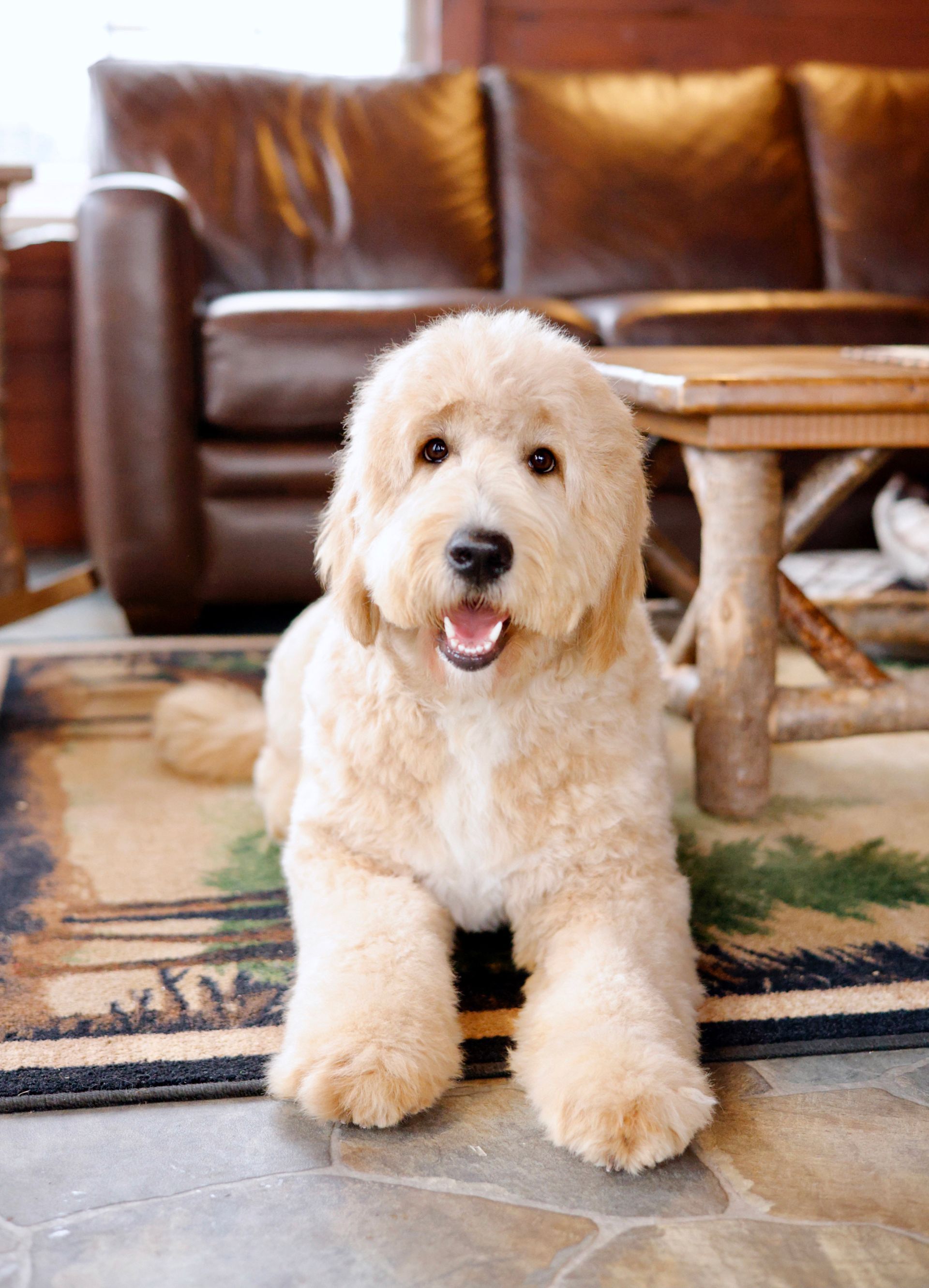 Curly coat englishdoodle dog
