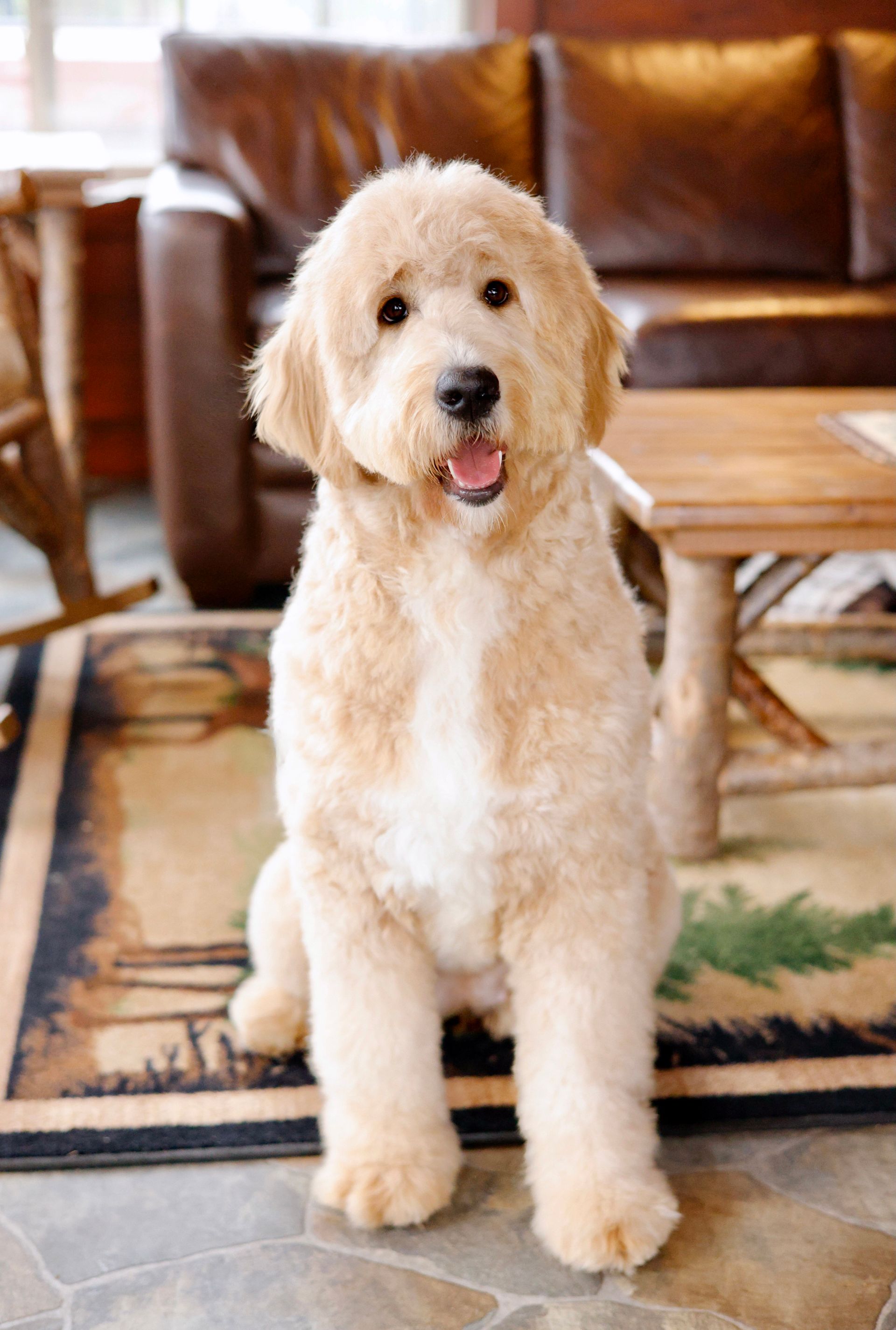 Cream colored standard englishdoodle in sitting room