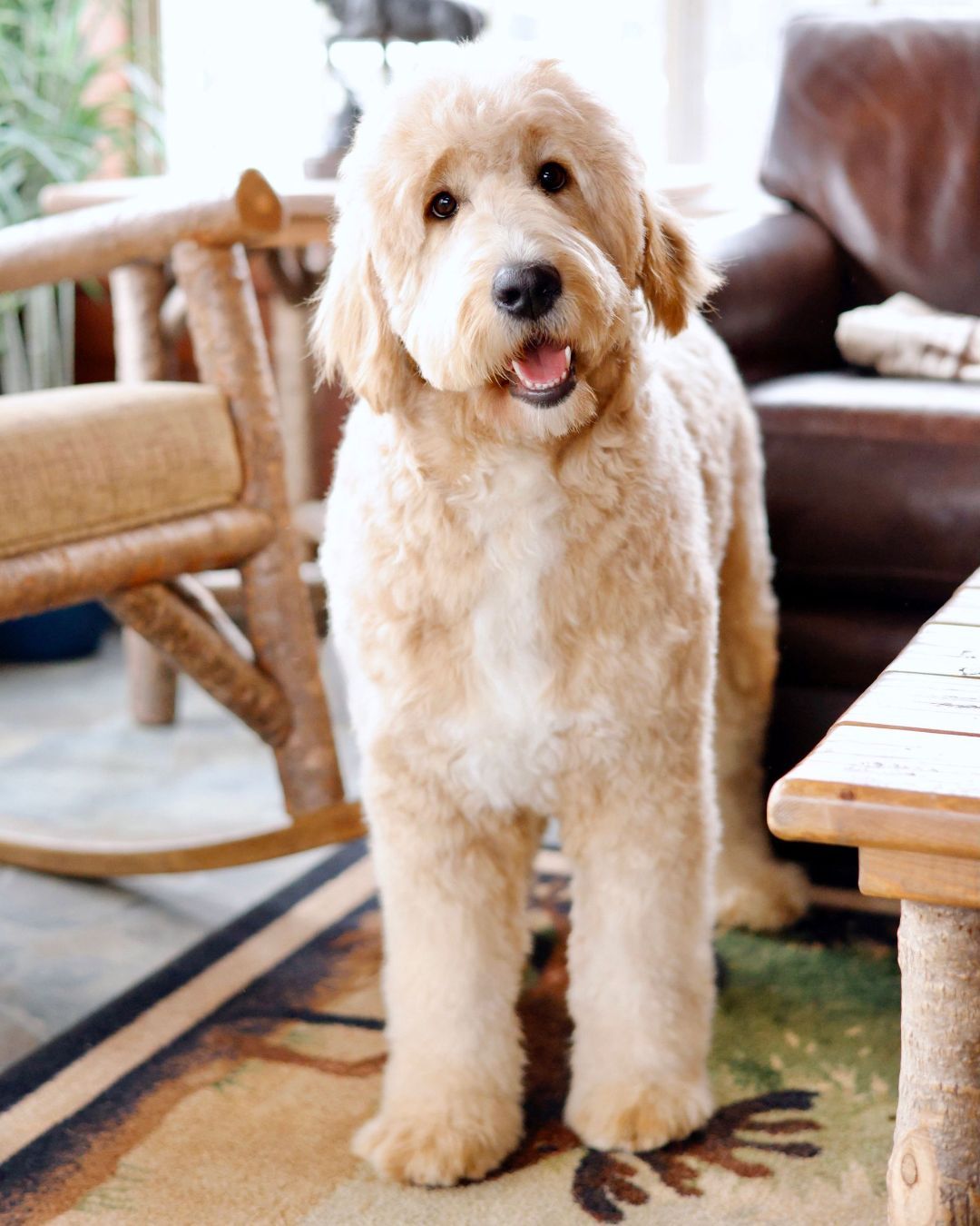 Light cream colored ennglishdoodle adult sitting in a poolhouse