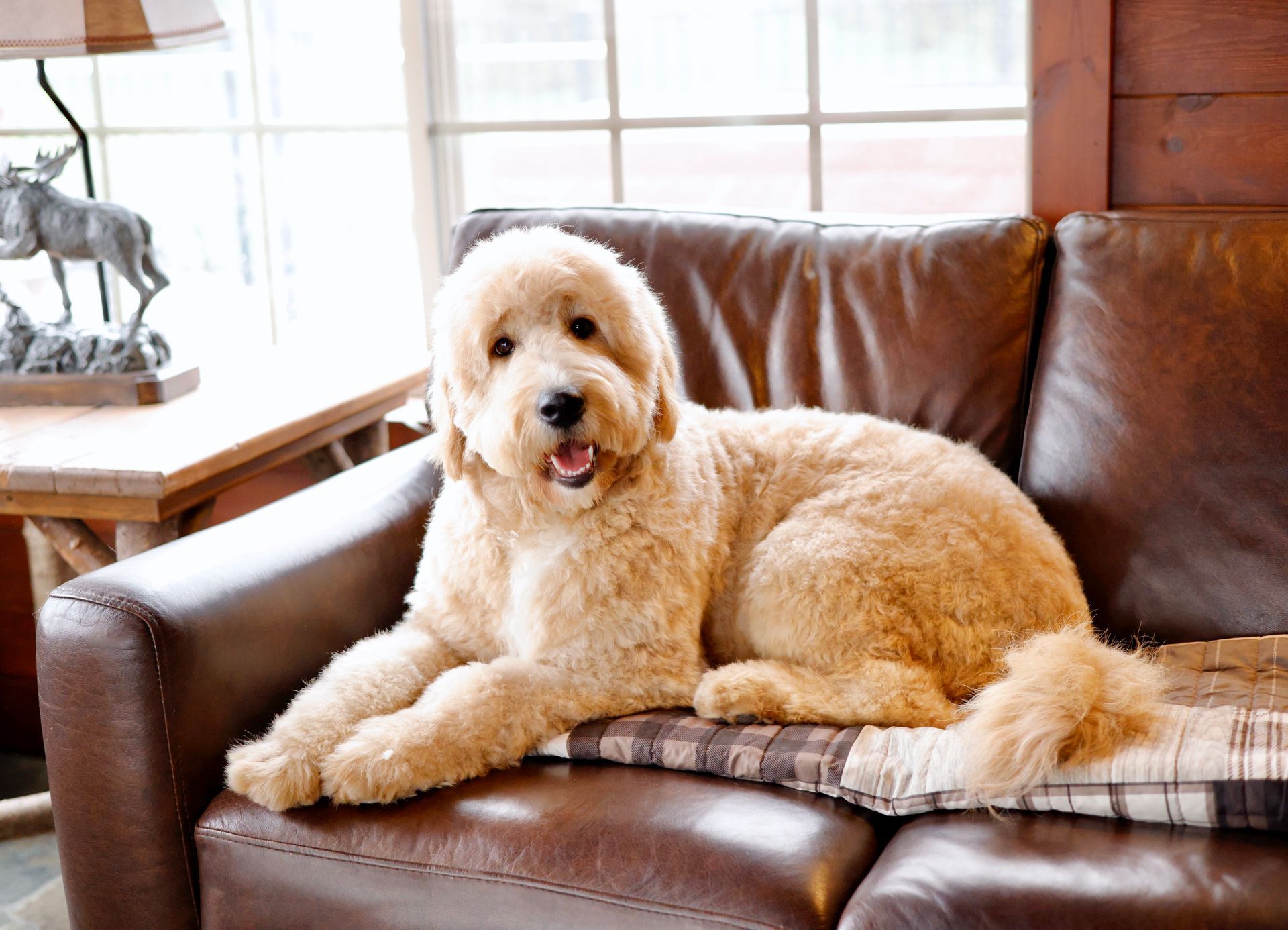 englishdoodle laying in front of window