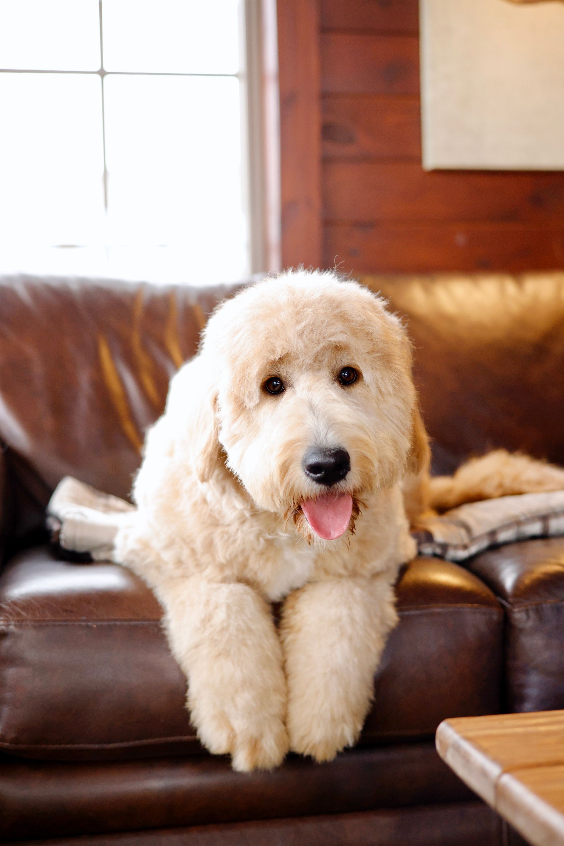 Light colored englishdoodle on leather couch