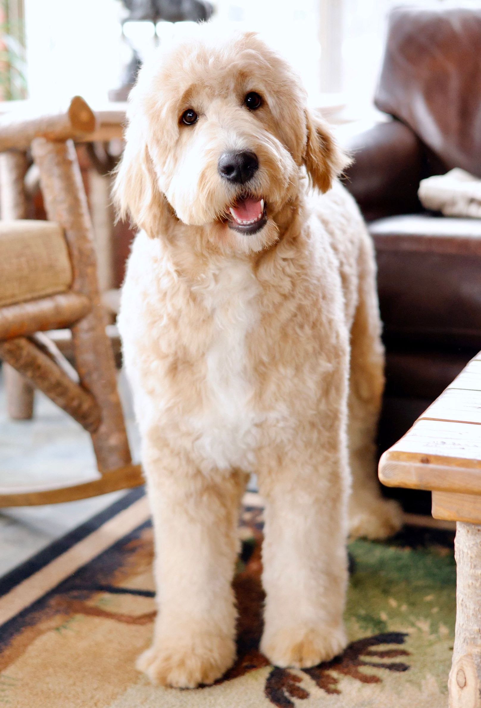 Smiling englishdoodle dog next to rocking chair