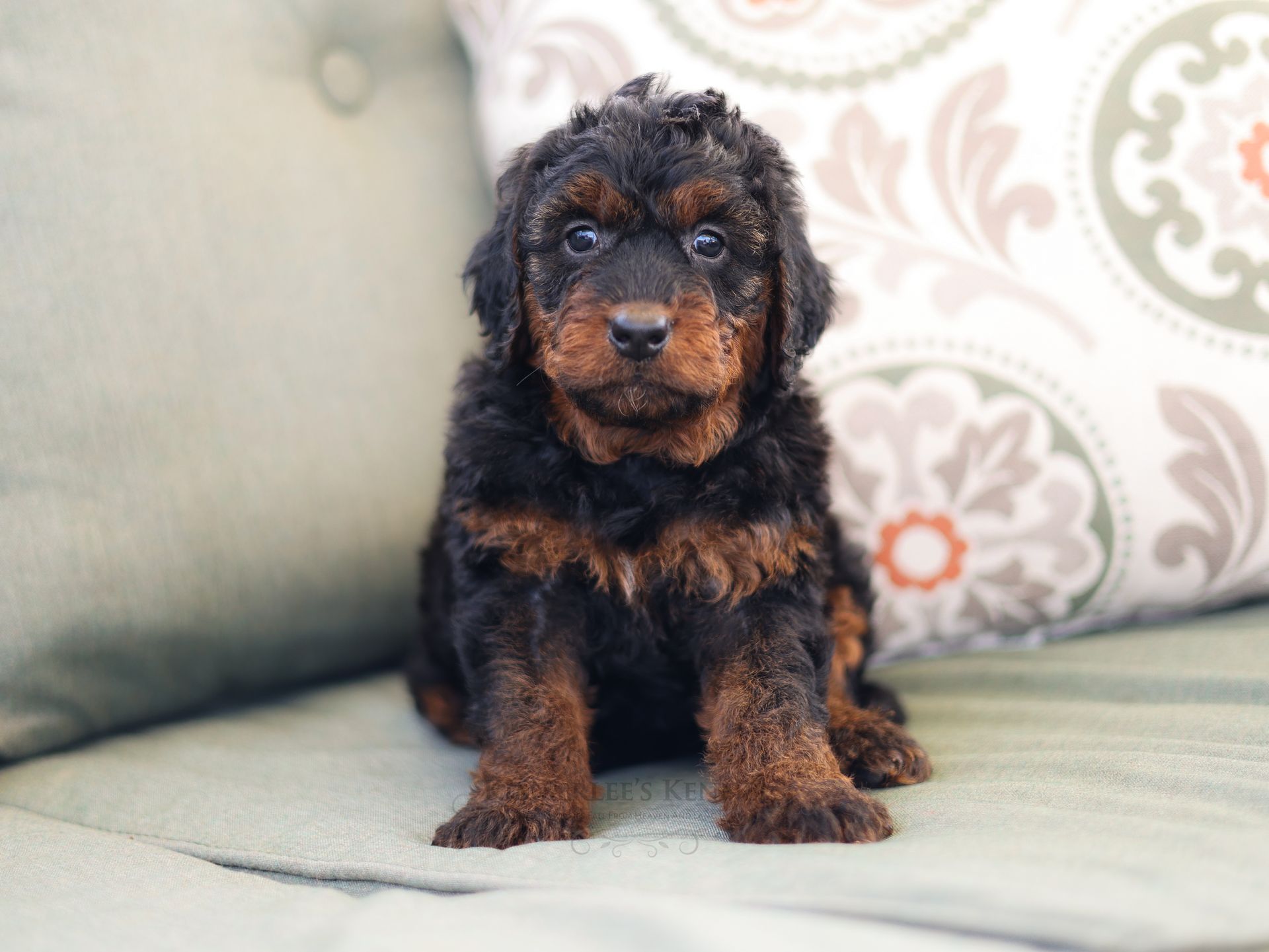 Miniature bernedoodle puppy, ethical dog breeder