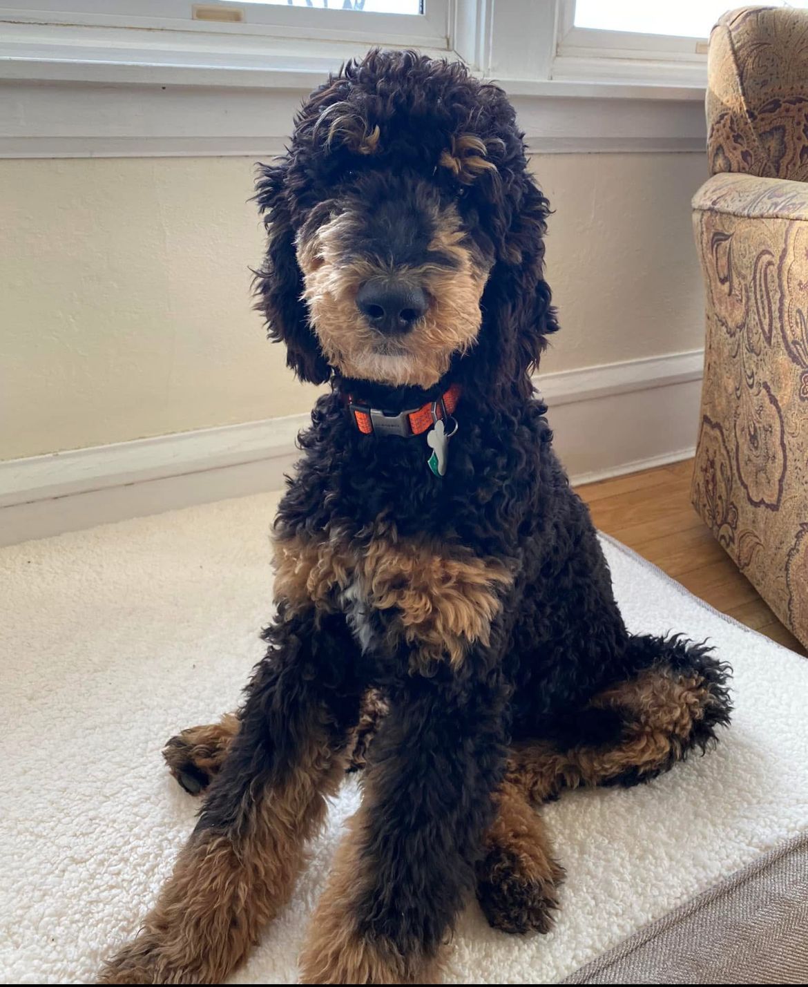 Standard black and brown poodle next to chair