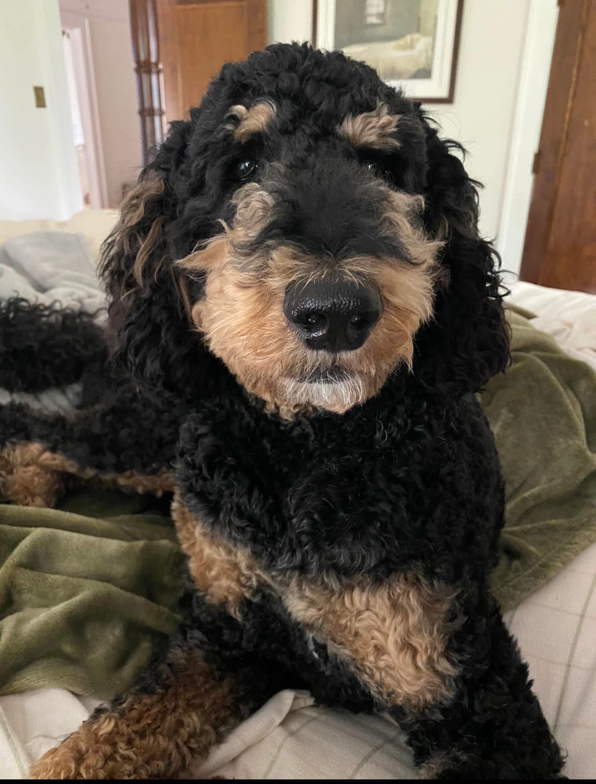 Standard phantom poodle cuddling in bed