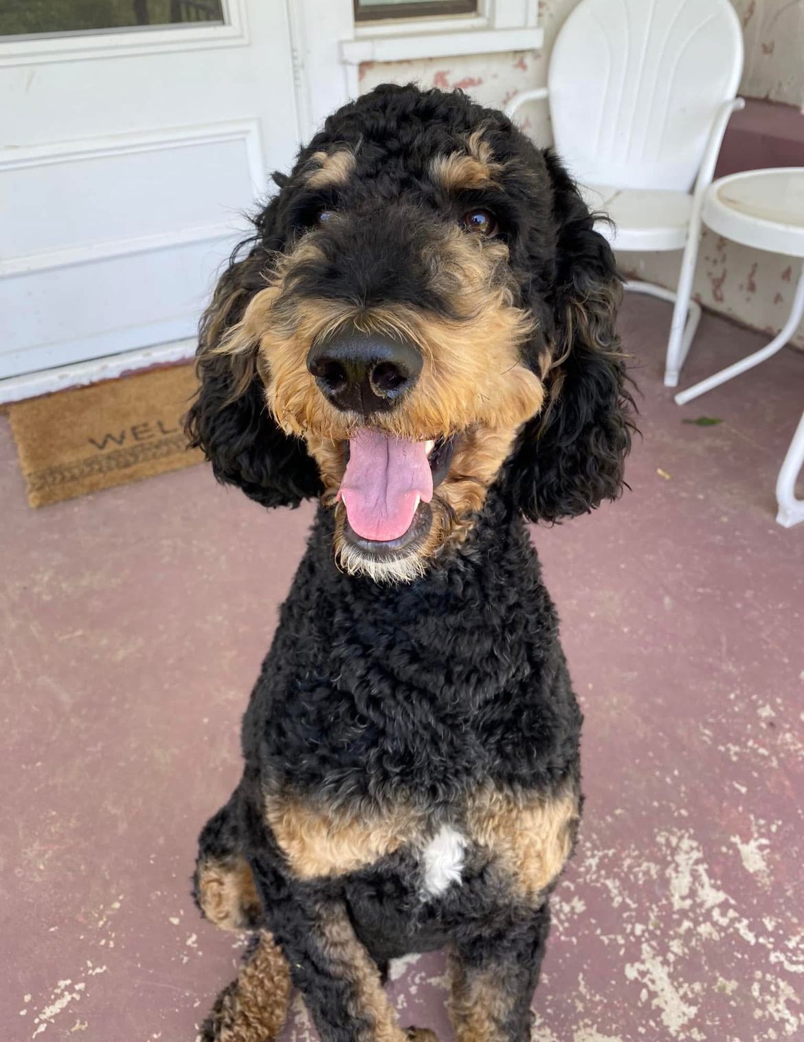 Phantom AKC standard poodle