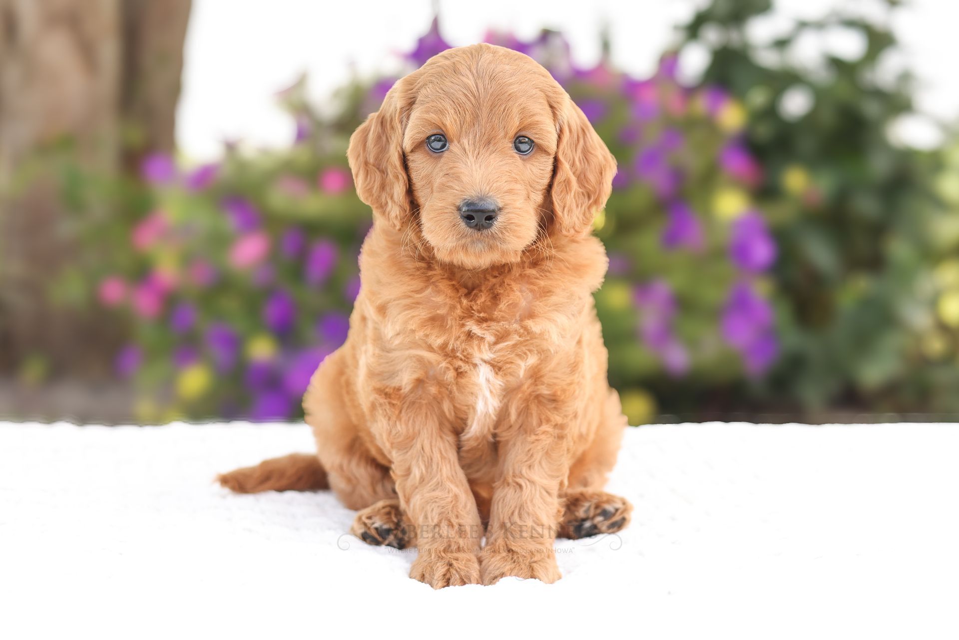 Apricot goldendoodle puppy with curly coat playing outdoors