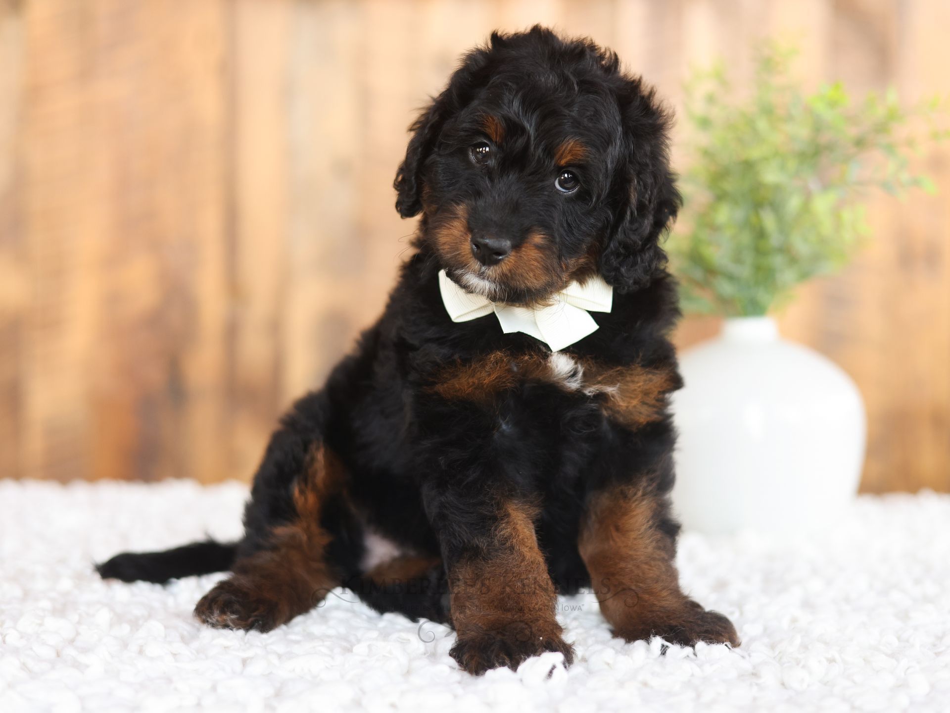 Tricolor Bernedoodle puppy surrounded by pink flowers