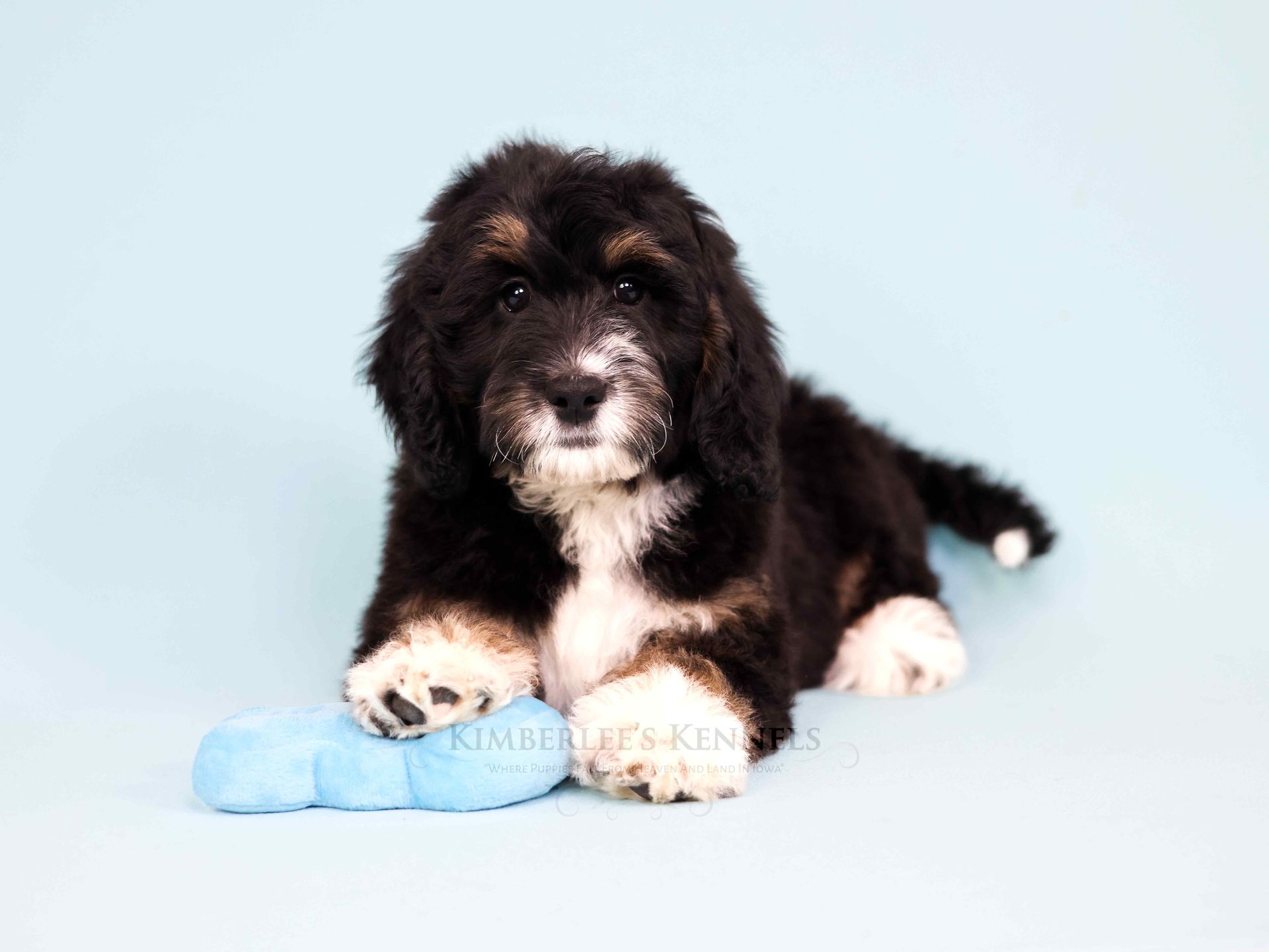 five week old miniature bernedoodle playing with a stuffed toy
