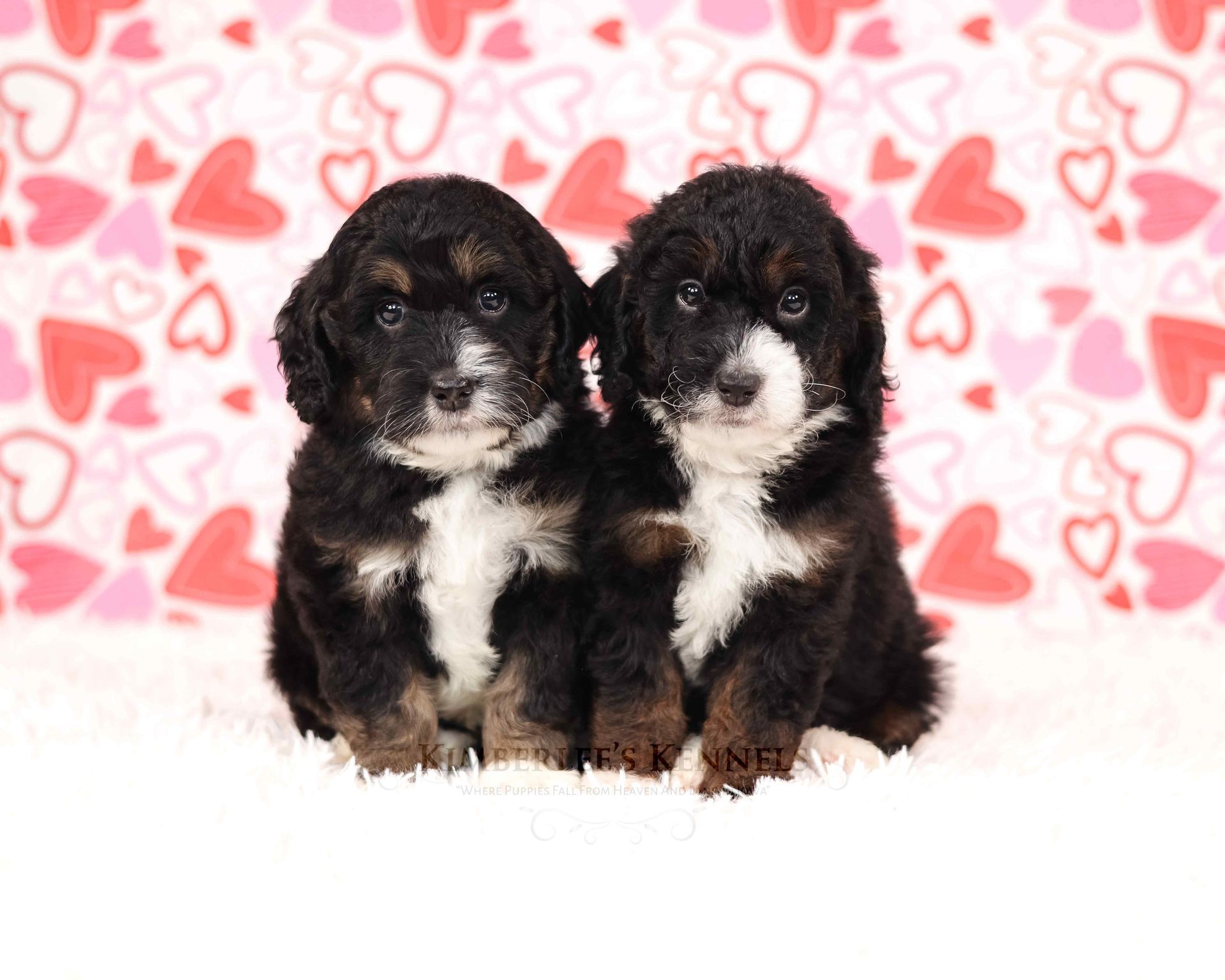 two five week old mini bernedoodles sitting in front of a valentines day themed background