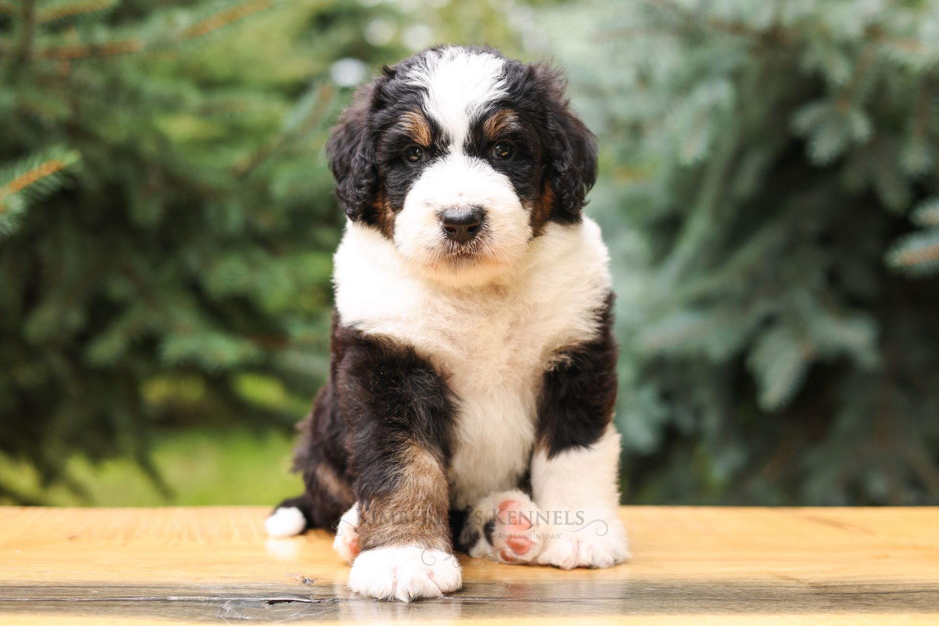 Five week old standard bernedoodle puppy on a wooden bench